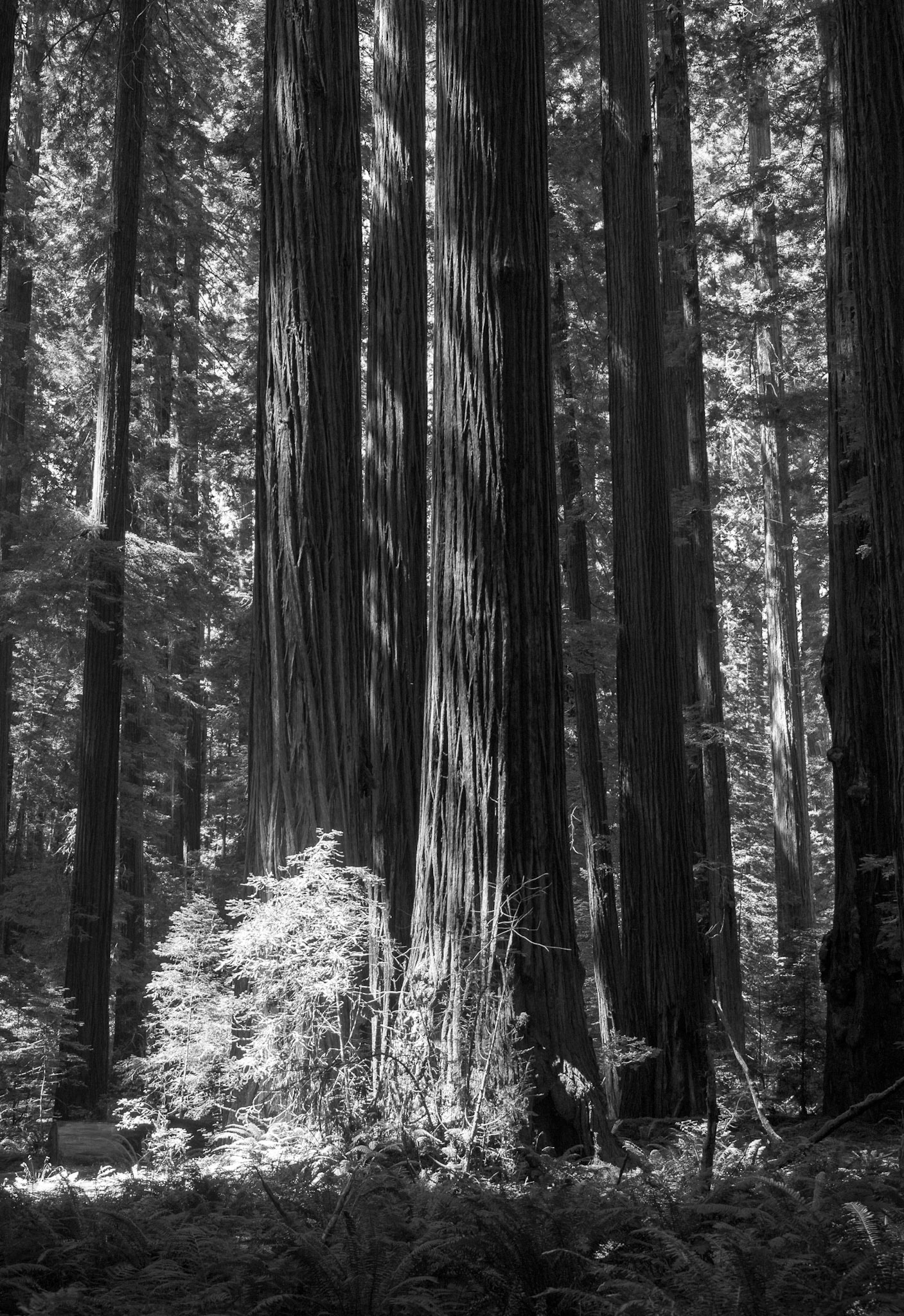 Pillars of the Forest