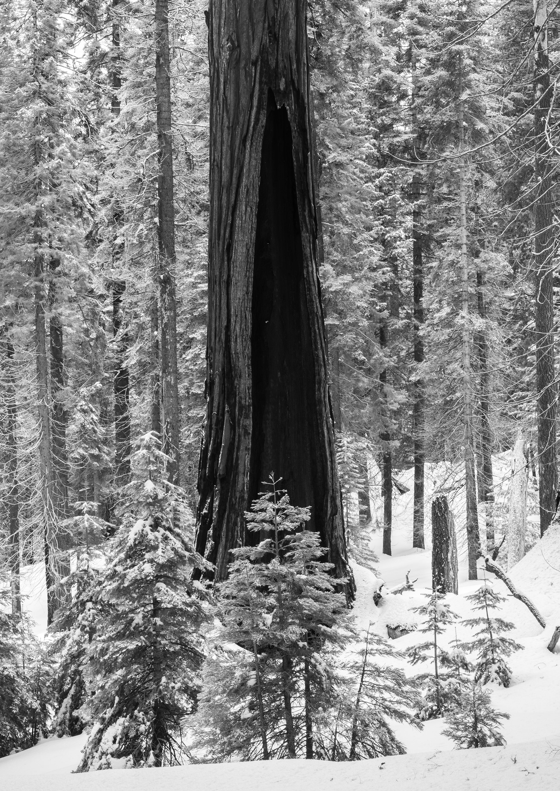 A Fire Damaged Old Growth Sequoia in a Snow Covered Forest