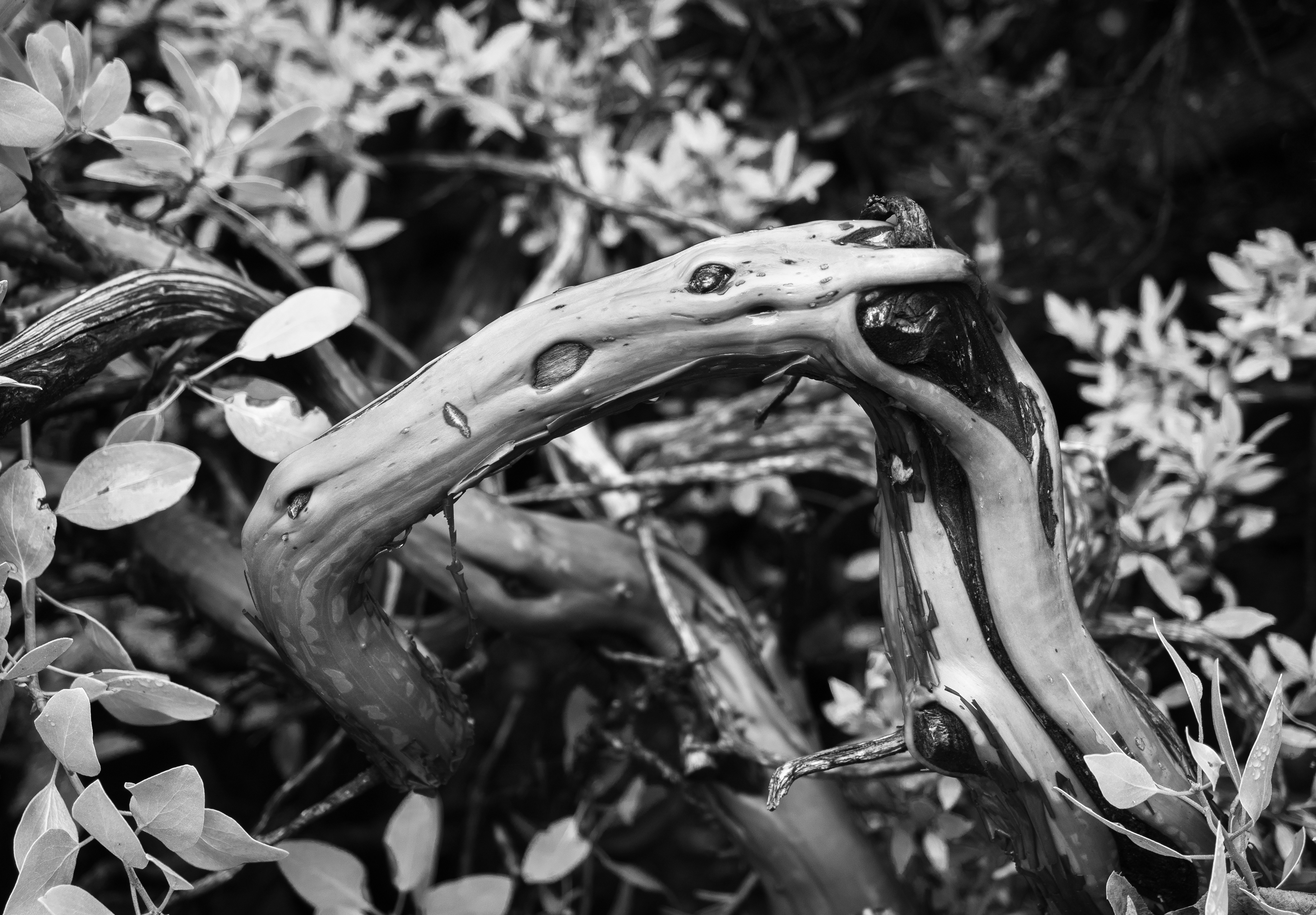 Manzanita 2