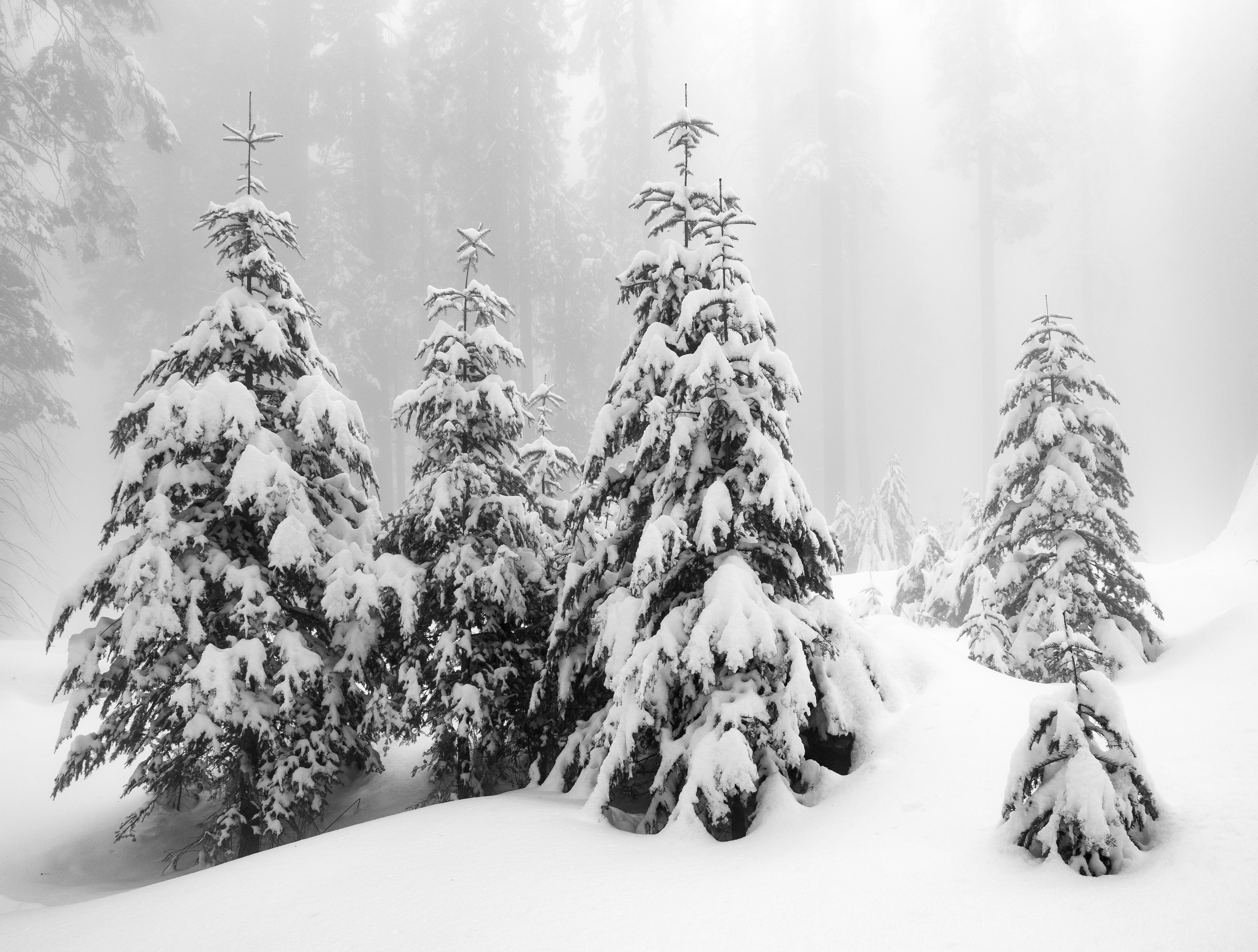 A Group of Trees in a Snow Covered Sequoia Grove