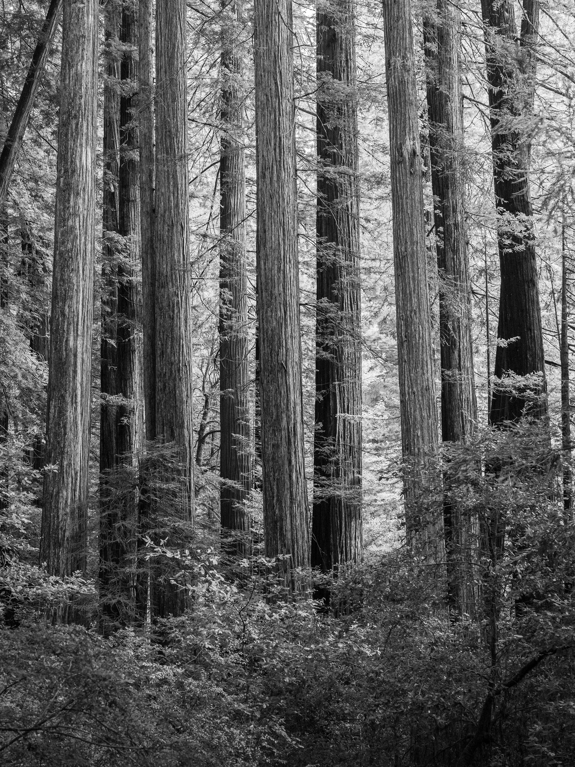 A Line of Redwoods in Humboldt Redwoods SP