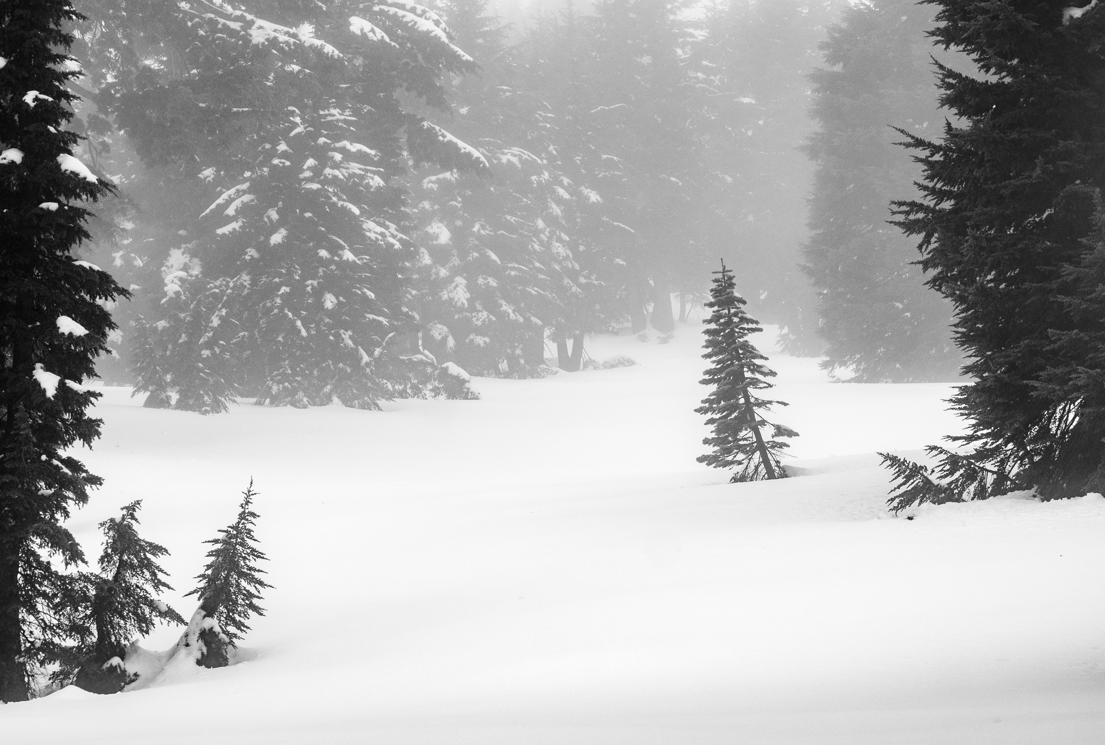 A Tree Standing in a Snow Covered Meadow