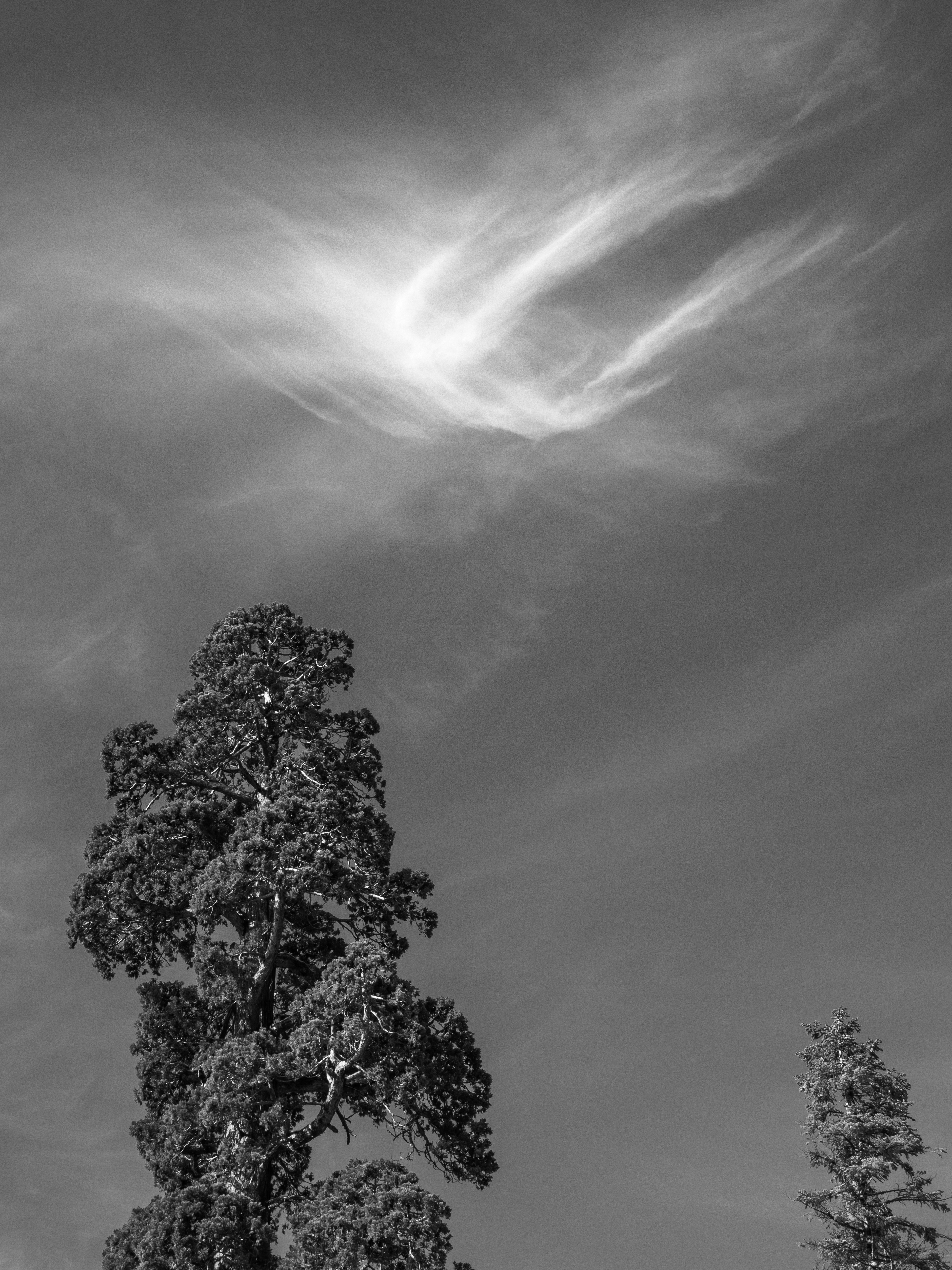 Windswept Clouds Above a Sequoia Grove #3