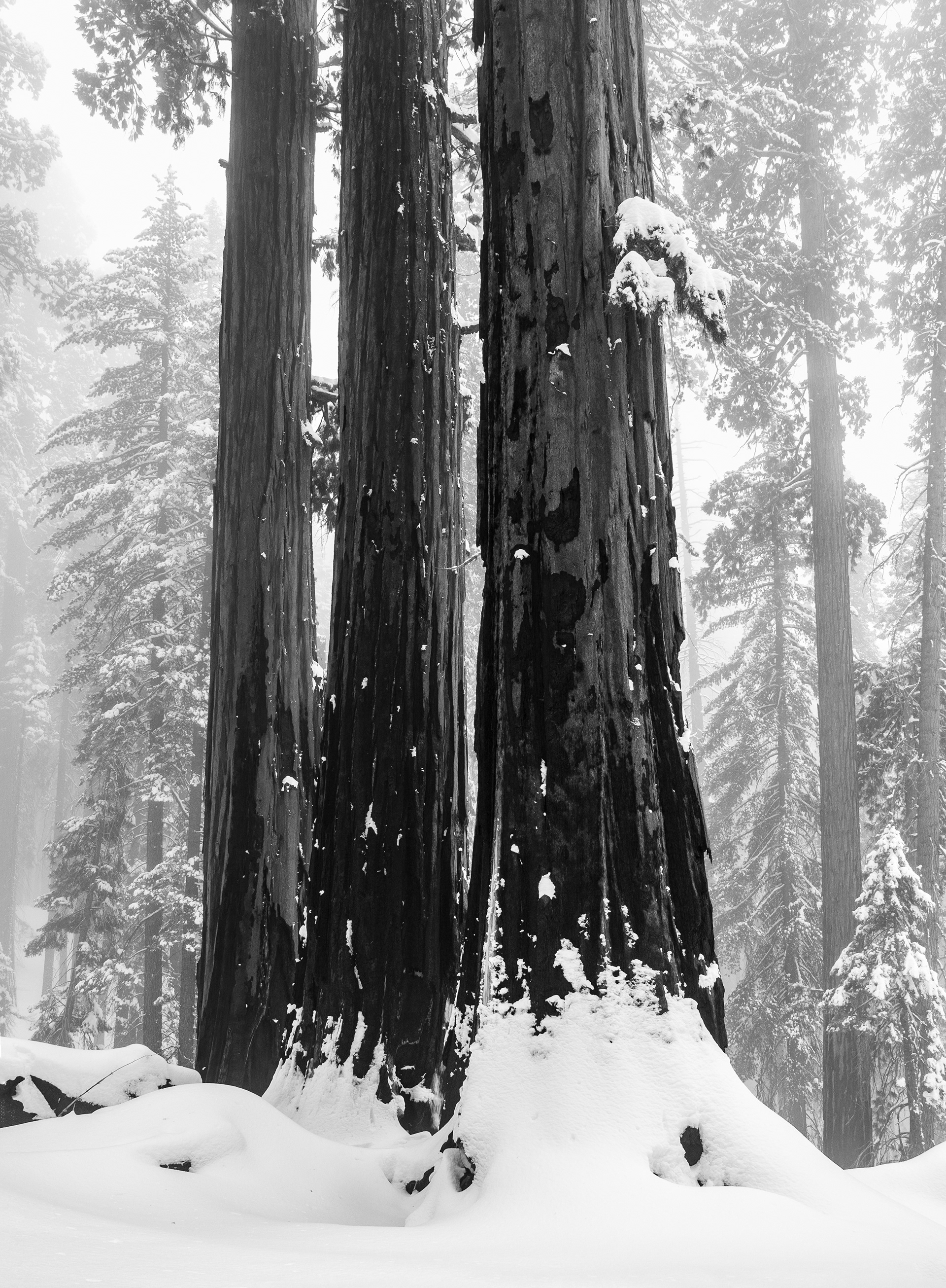 Three Pillars of the Forest in Winter