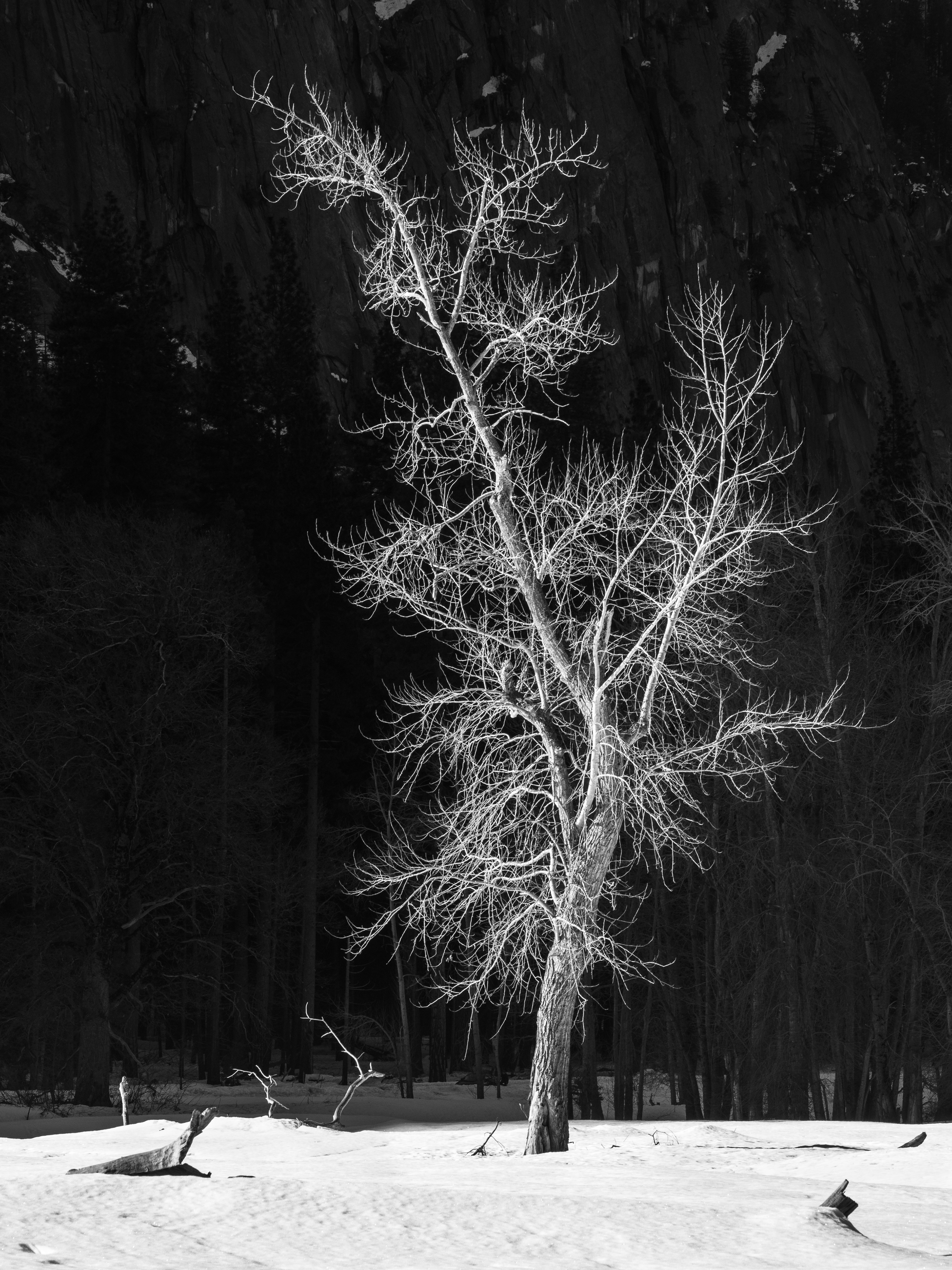 A Tree at the End of Winter