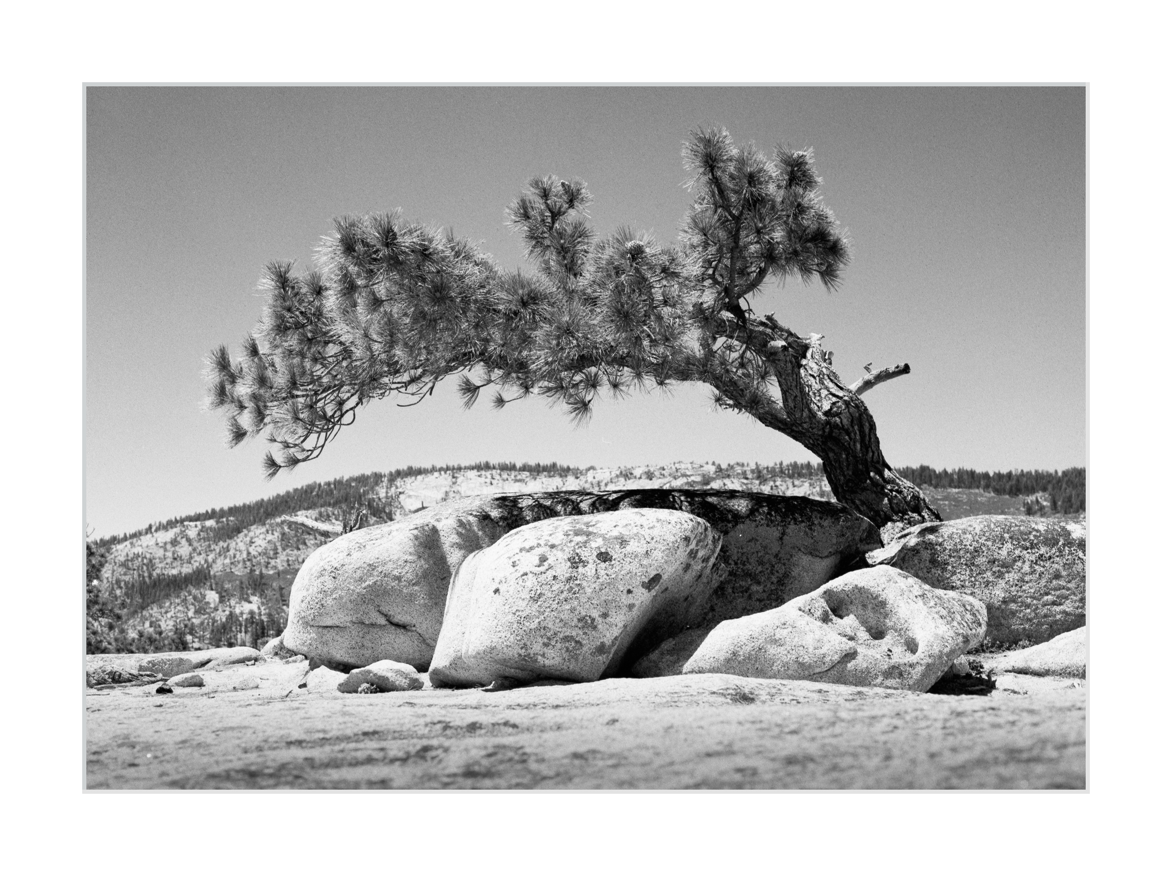 Growing Atop Liberty Cap