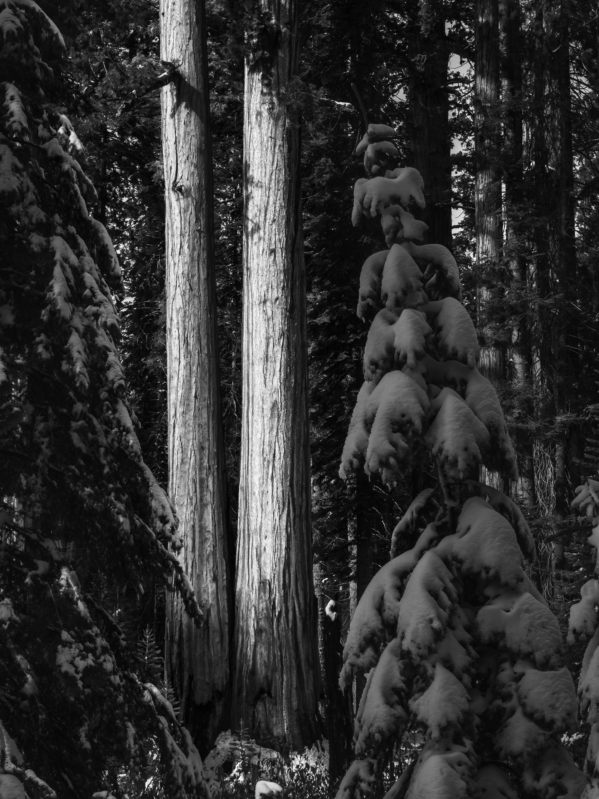 Winter Light on Giant Sequoias