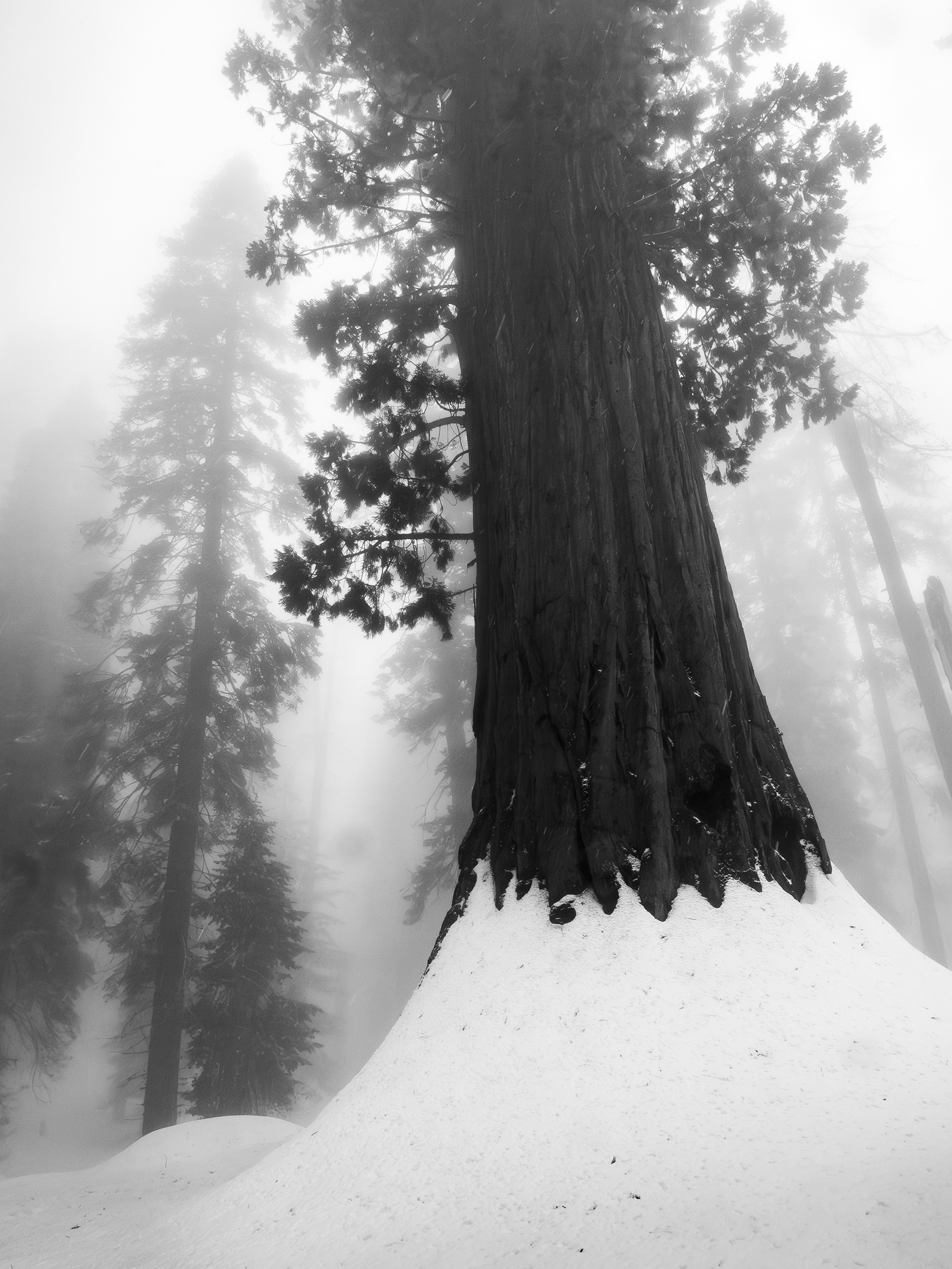 Old Growth Giant Sequoia, Buried in Snow
