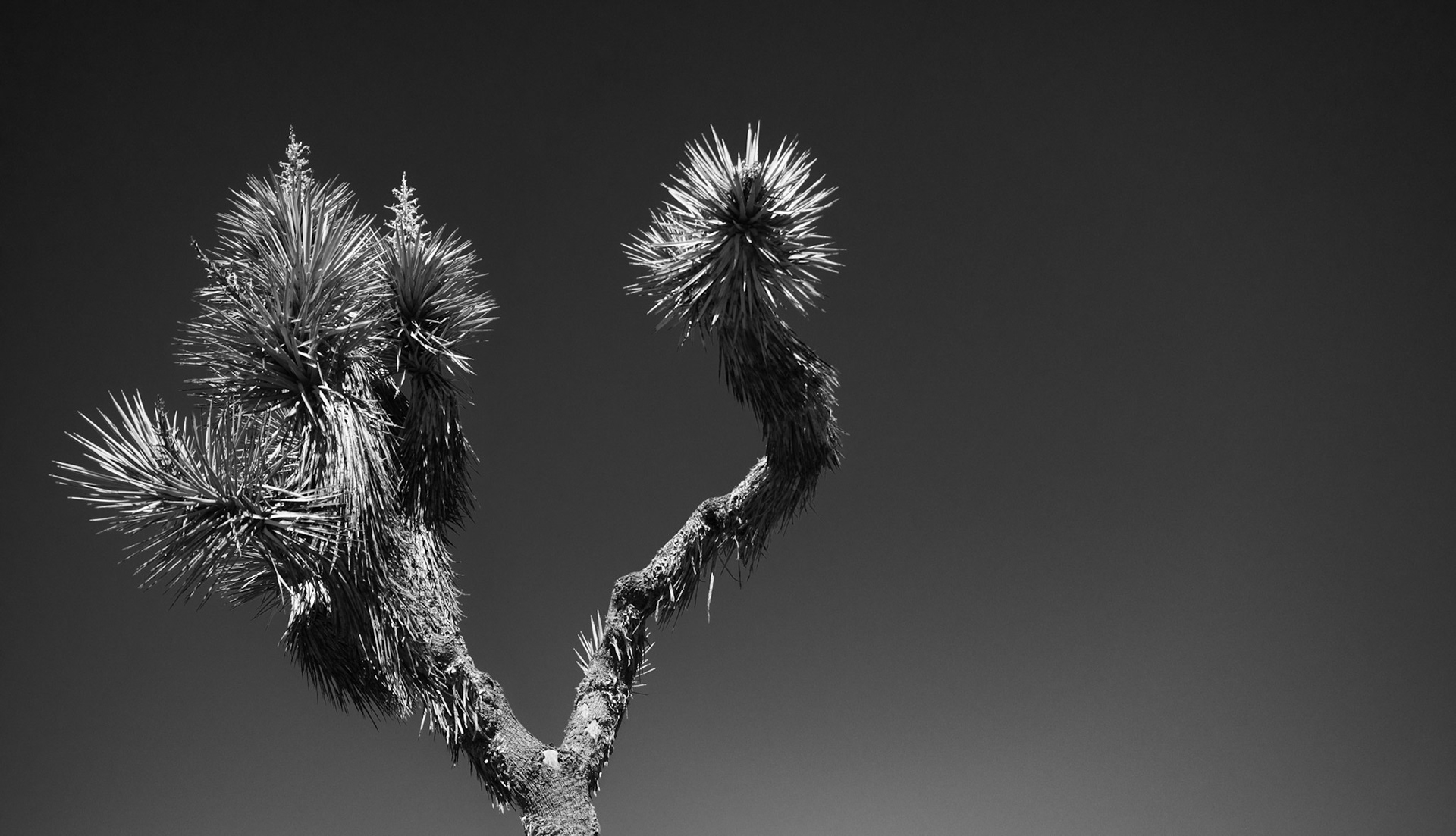 Joshua Tree #2