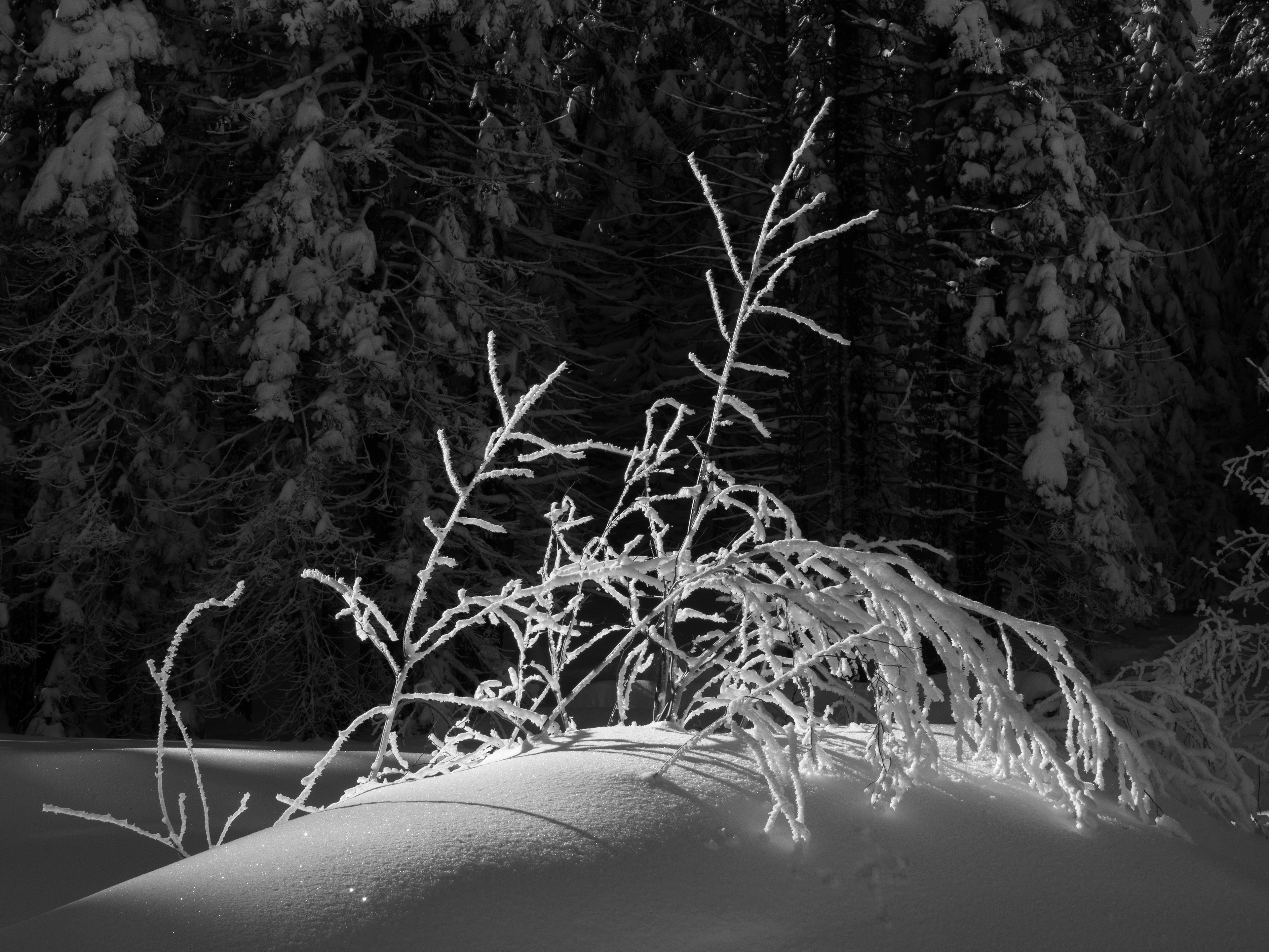 Coated in Ice