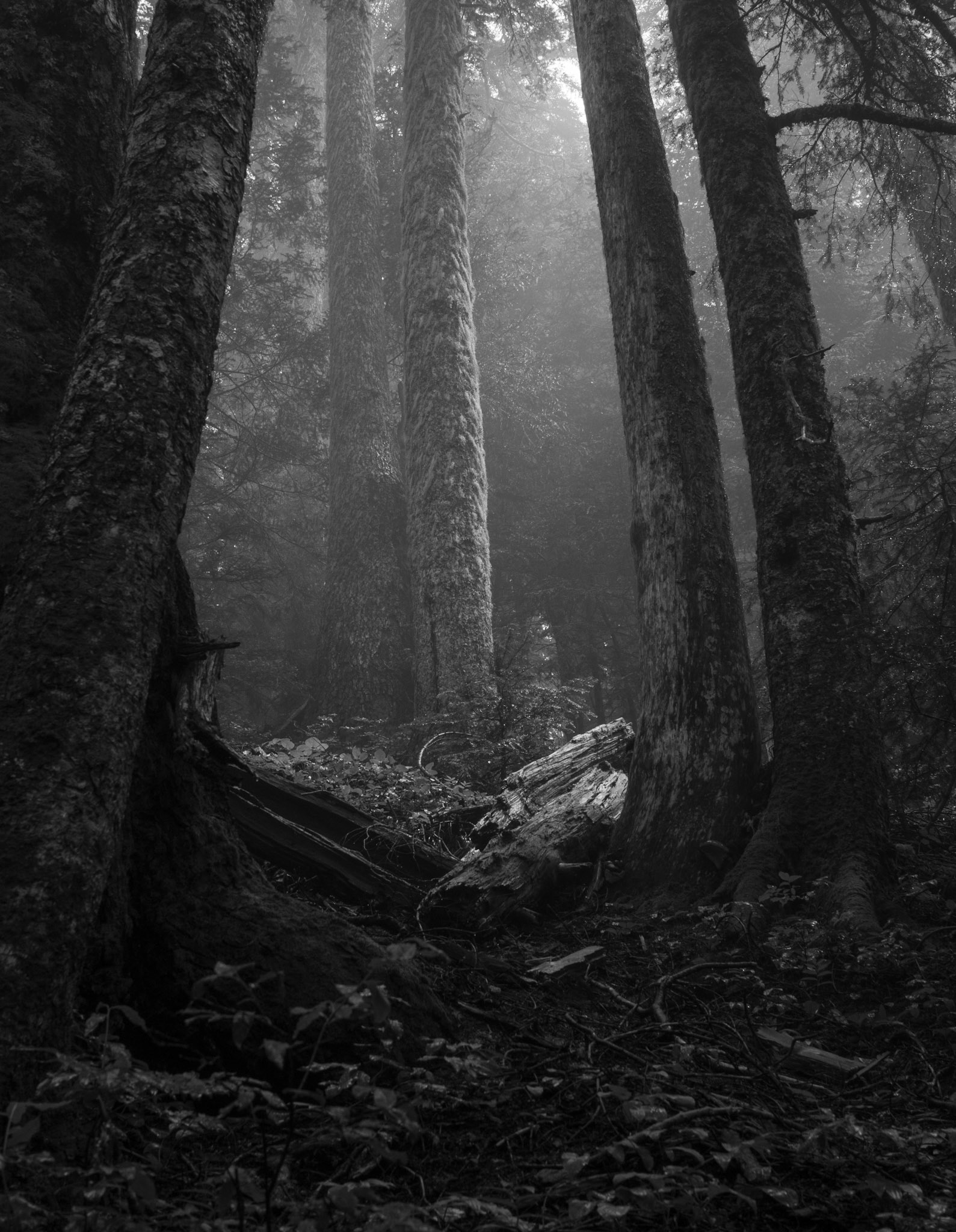 Light in the Forests of Mount Rainier National Park