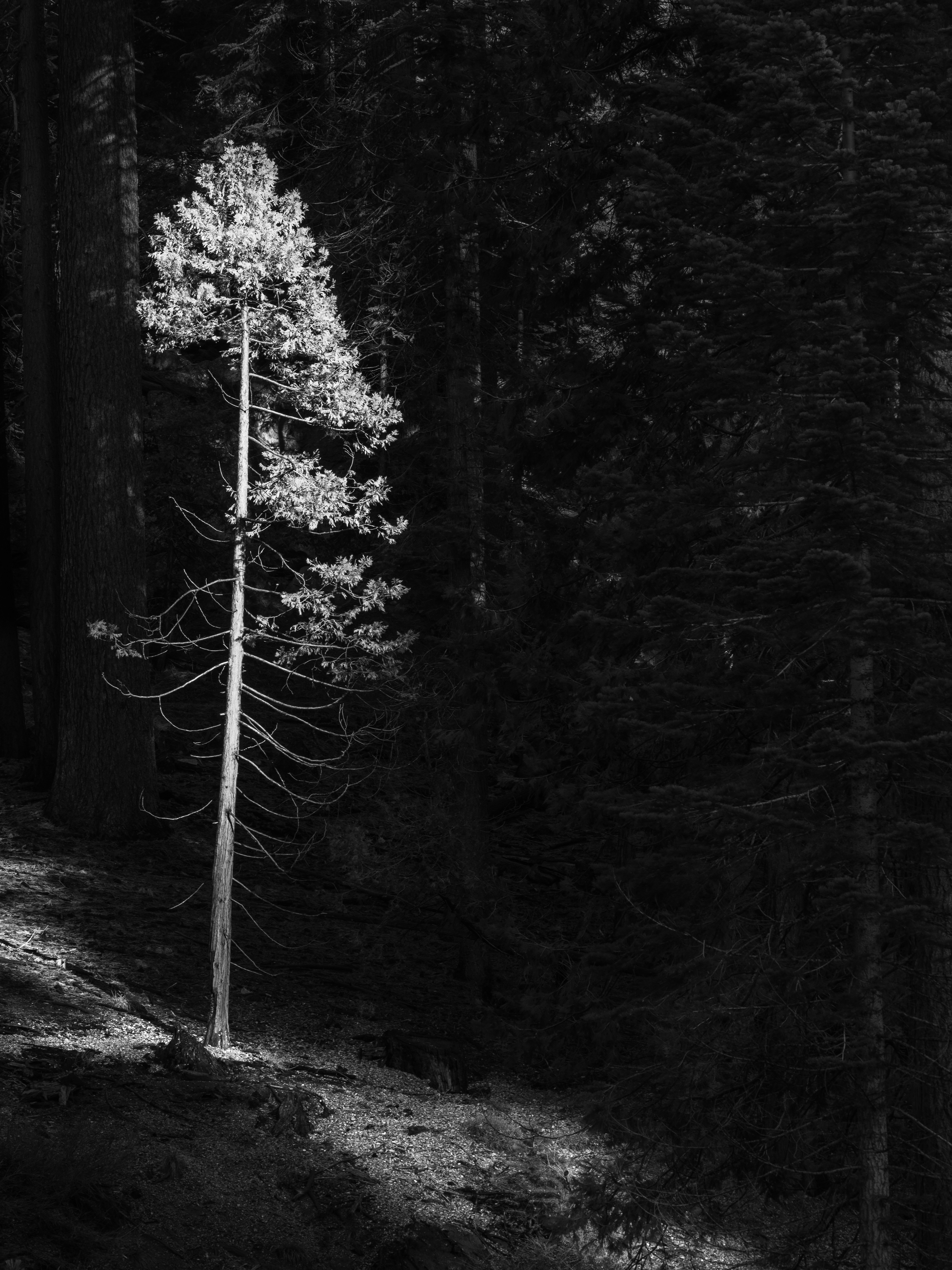 A Young Tree Standing in Morning Light