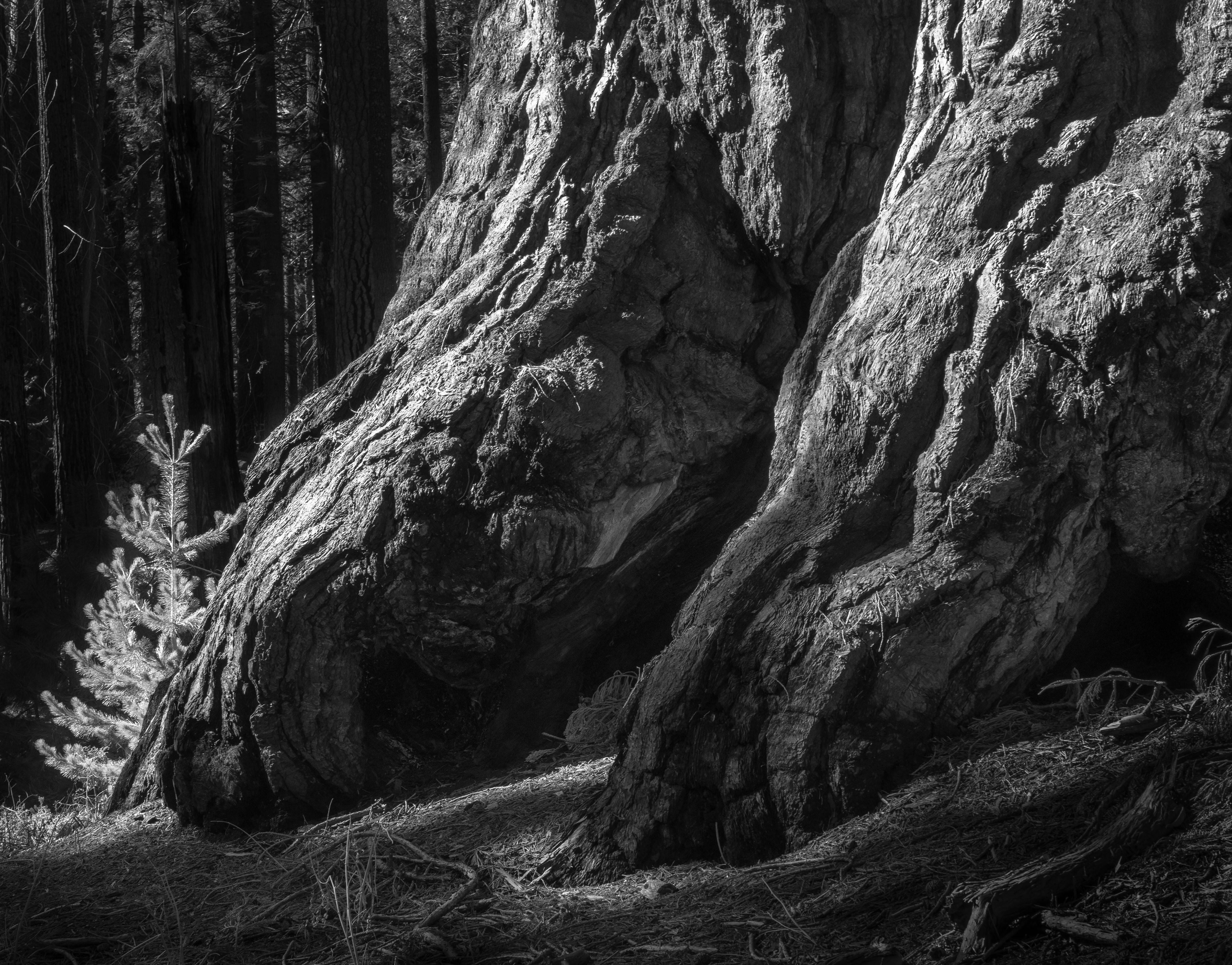 Beneath a Giant Sequoia