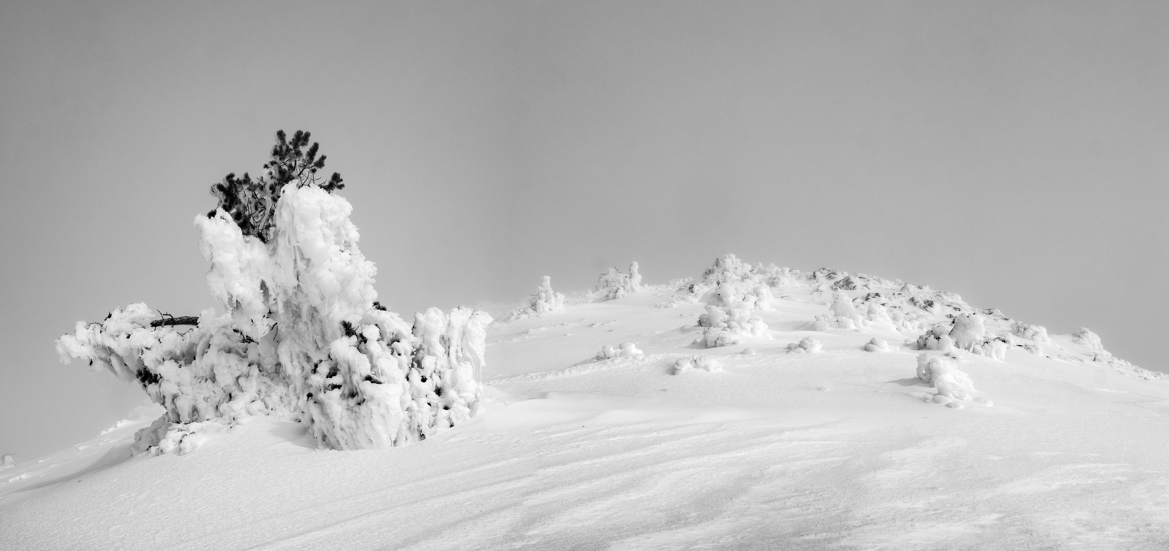 An Ice Coverd Tree Below the Summit of Brokeoff Mountain