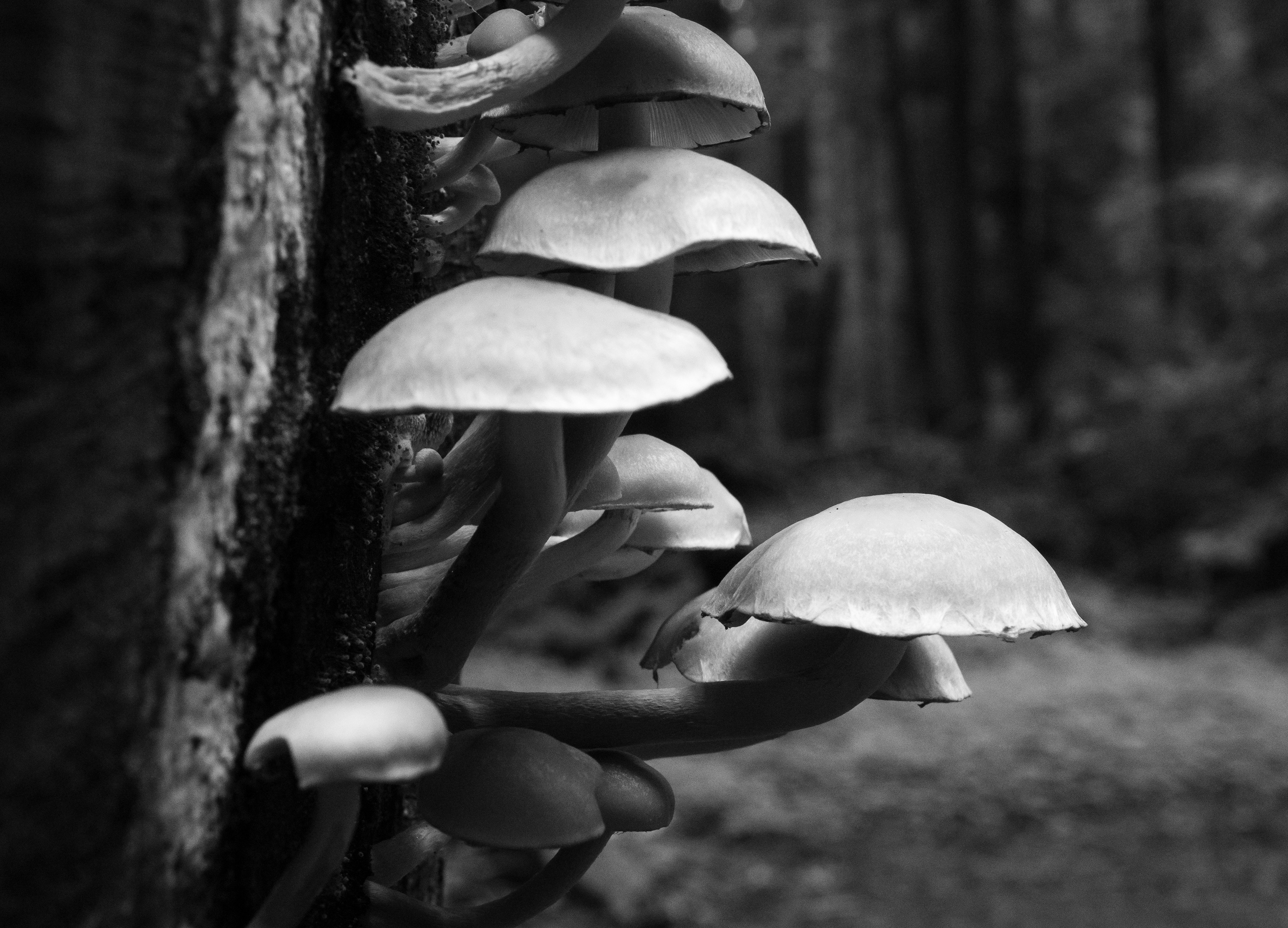 Mushrooms Growing on a Fallen Redwood