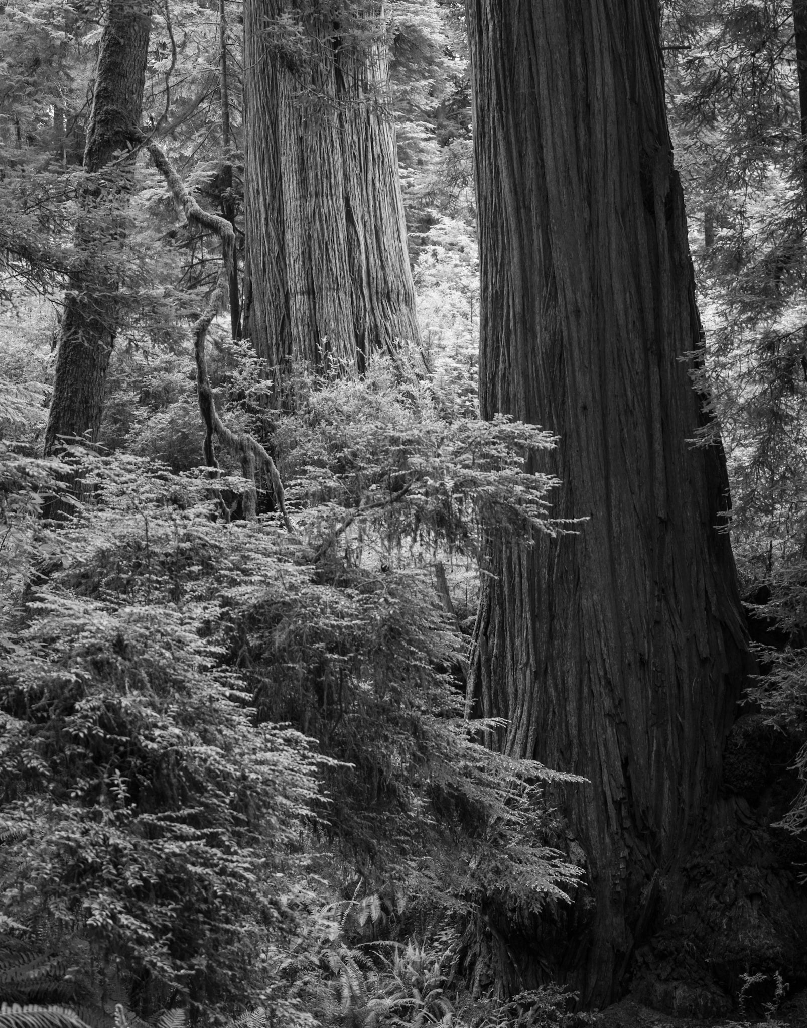 Life in a Redwood Grove