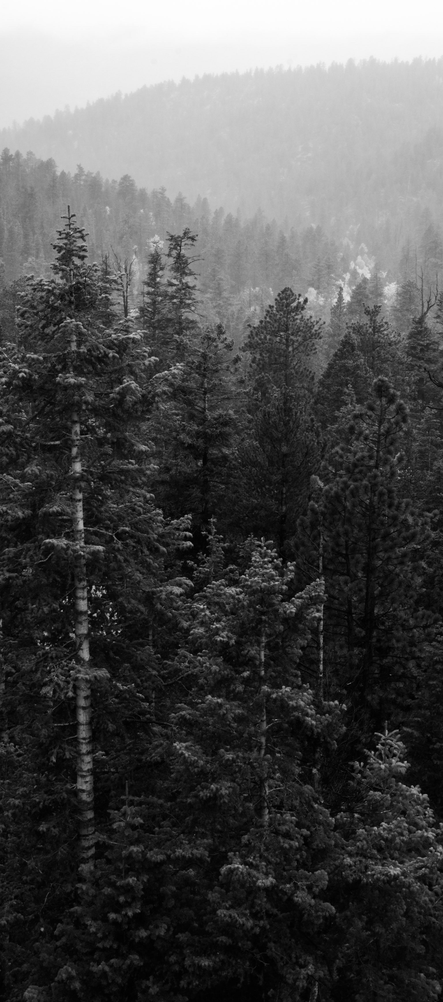 Forests of Bryce Canyon
