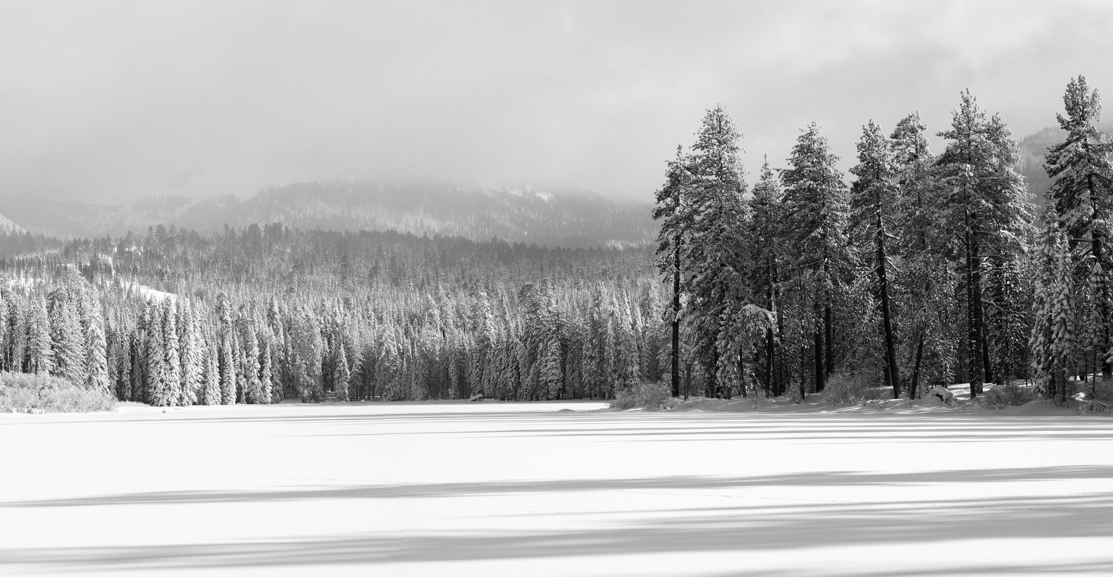 Forest at the Edge of Manzanita Lake 2