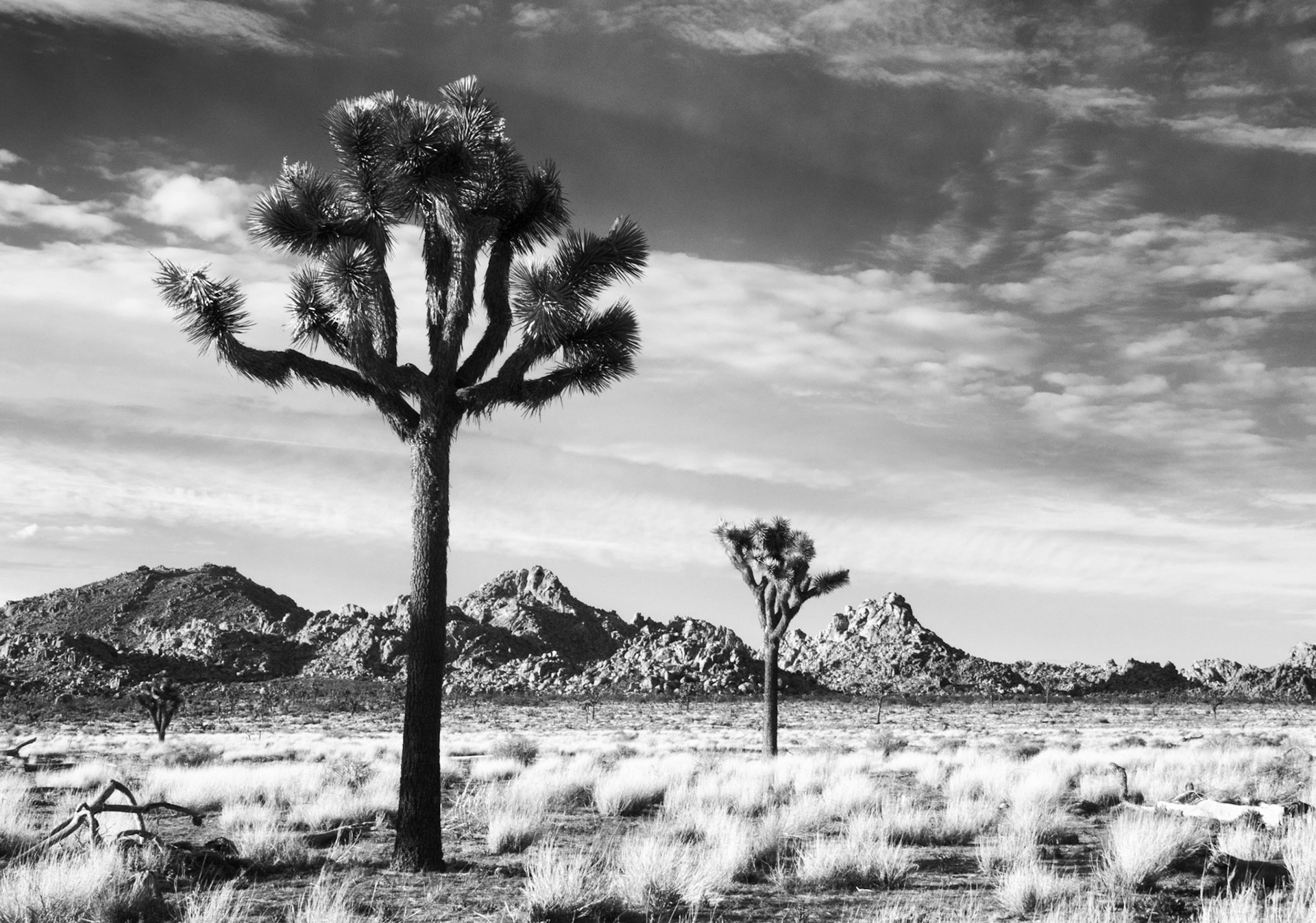 Landscape of Joshua Tree National Park