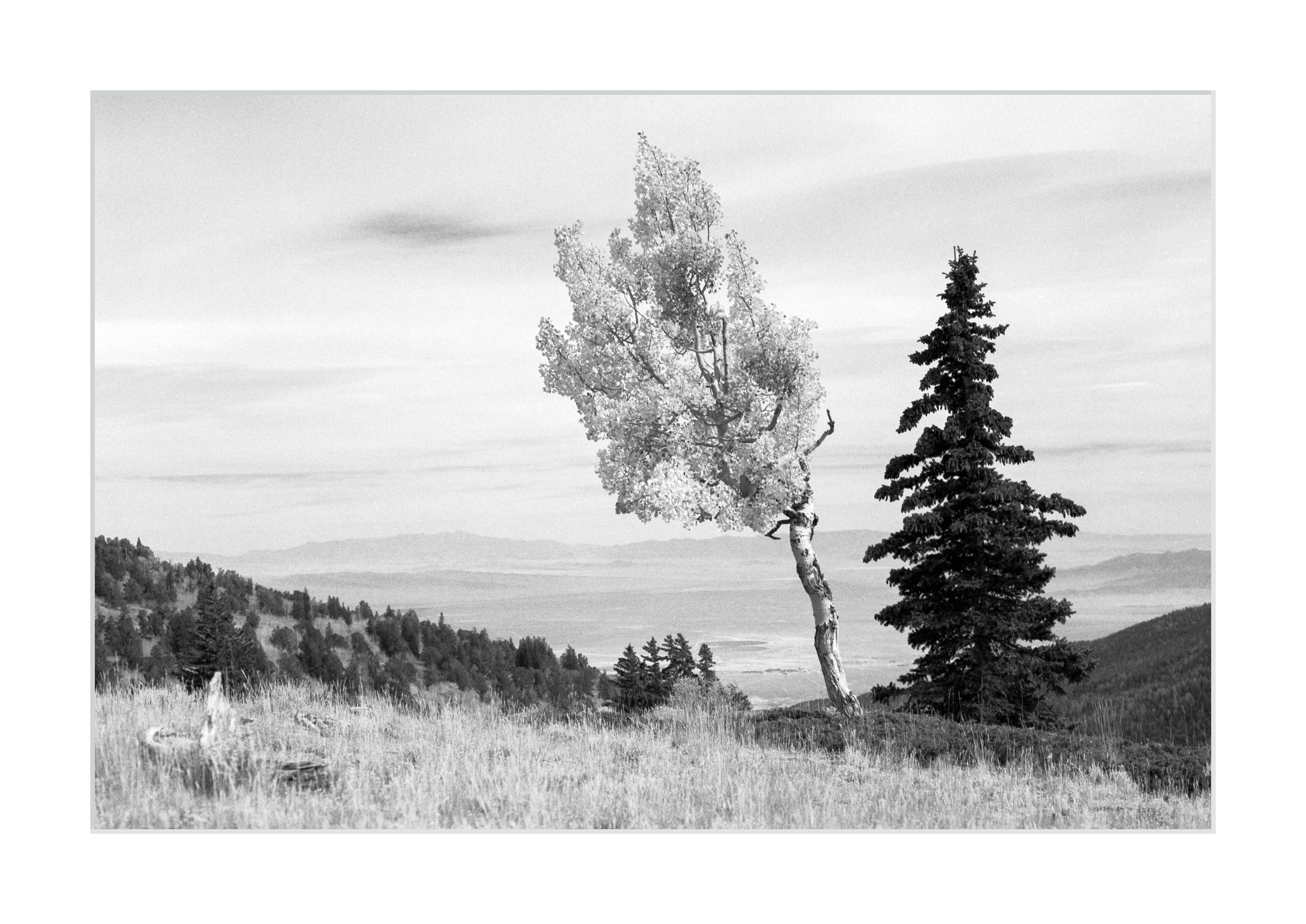 Aspen and Pine