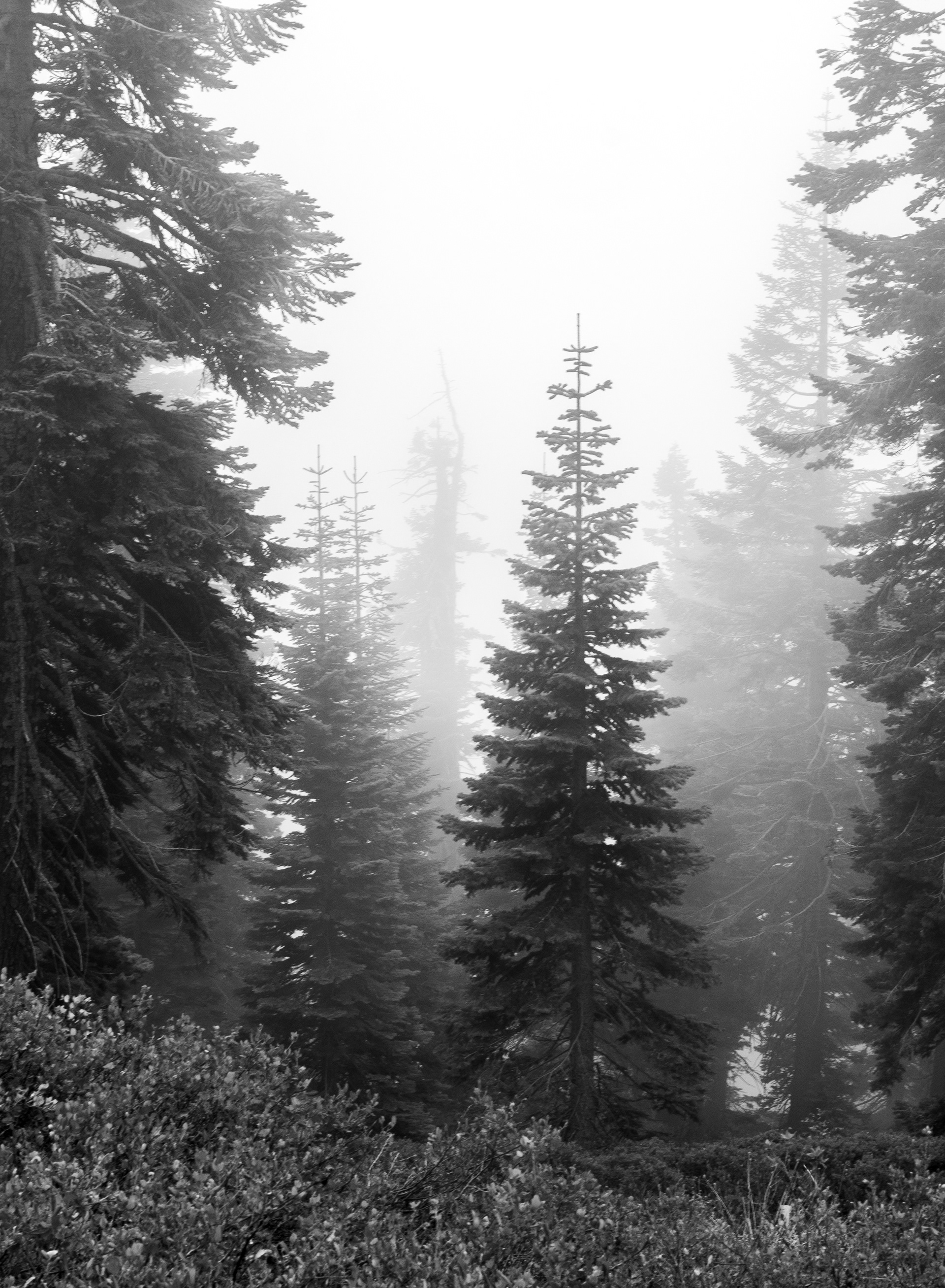 Tree in the Fog 4