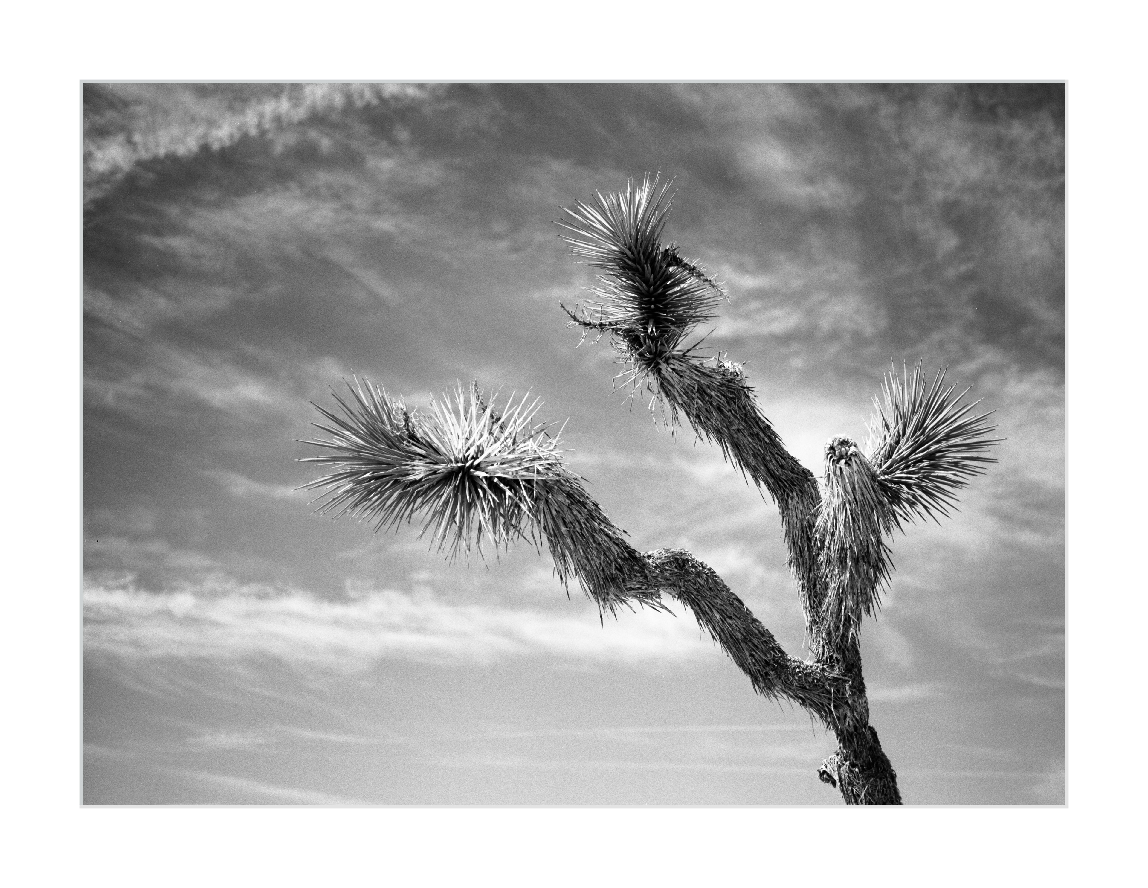 The Sky of Joshua Tree #2