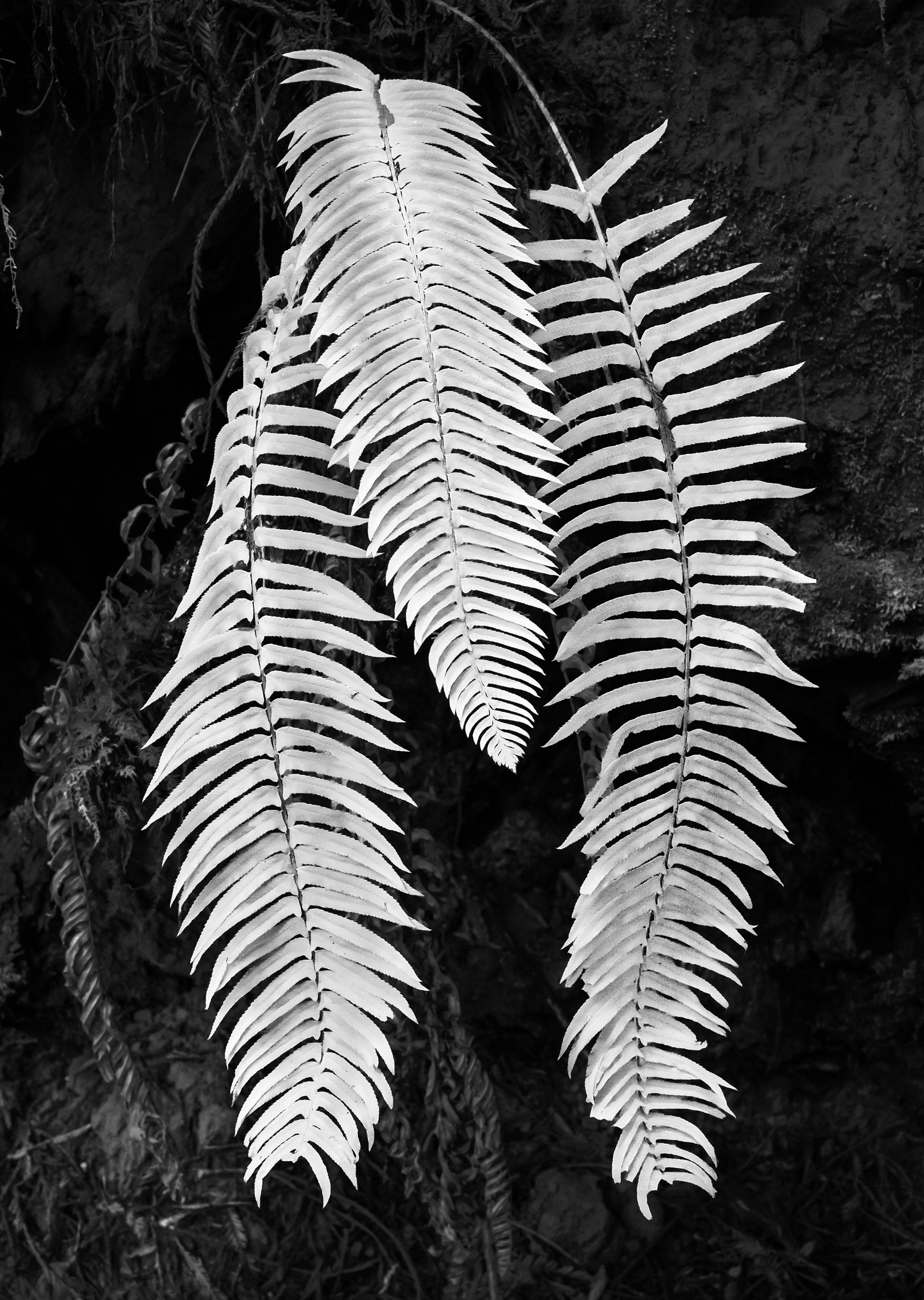 Three Fern Leaves