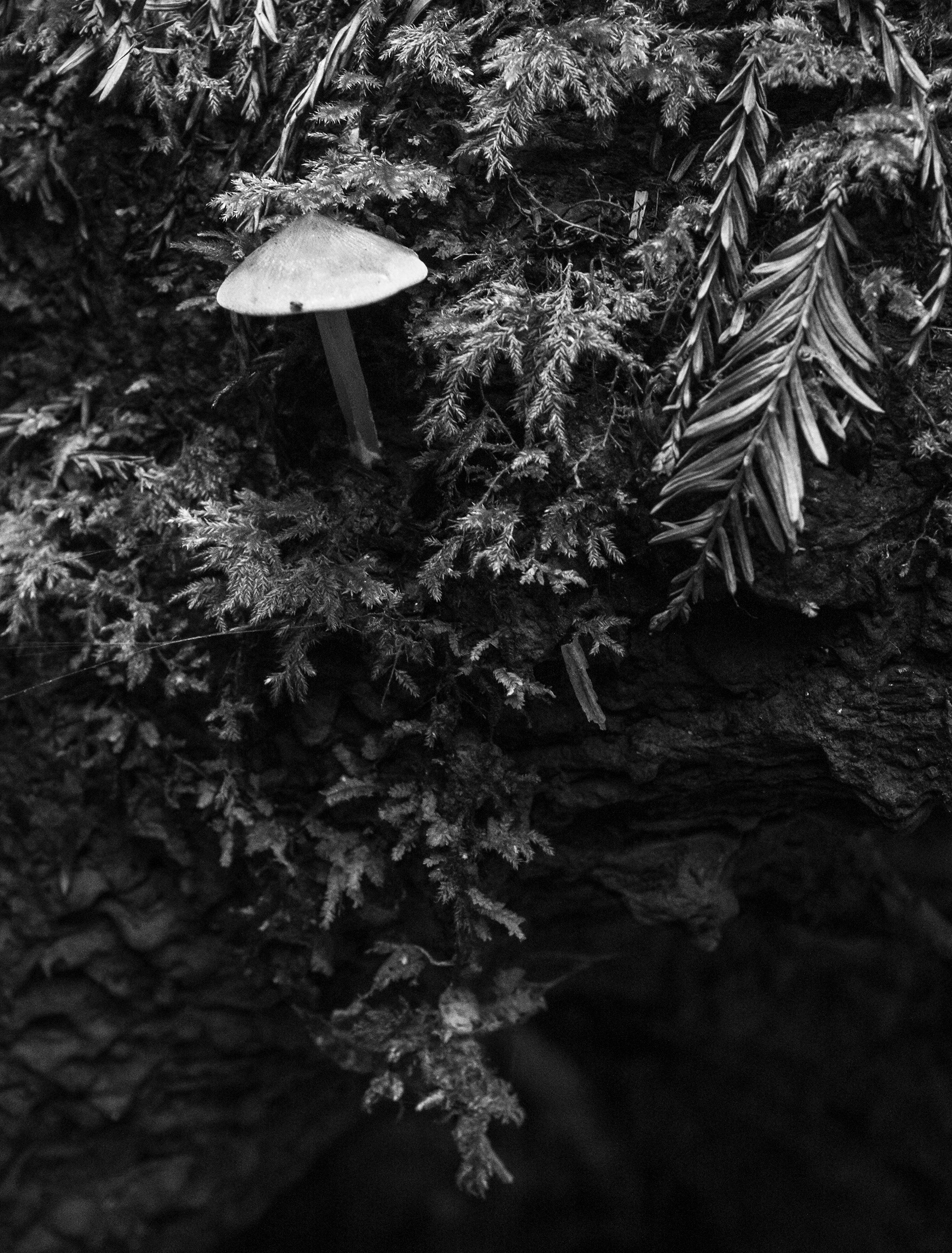 Life on a Fallen Redwood