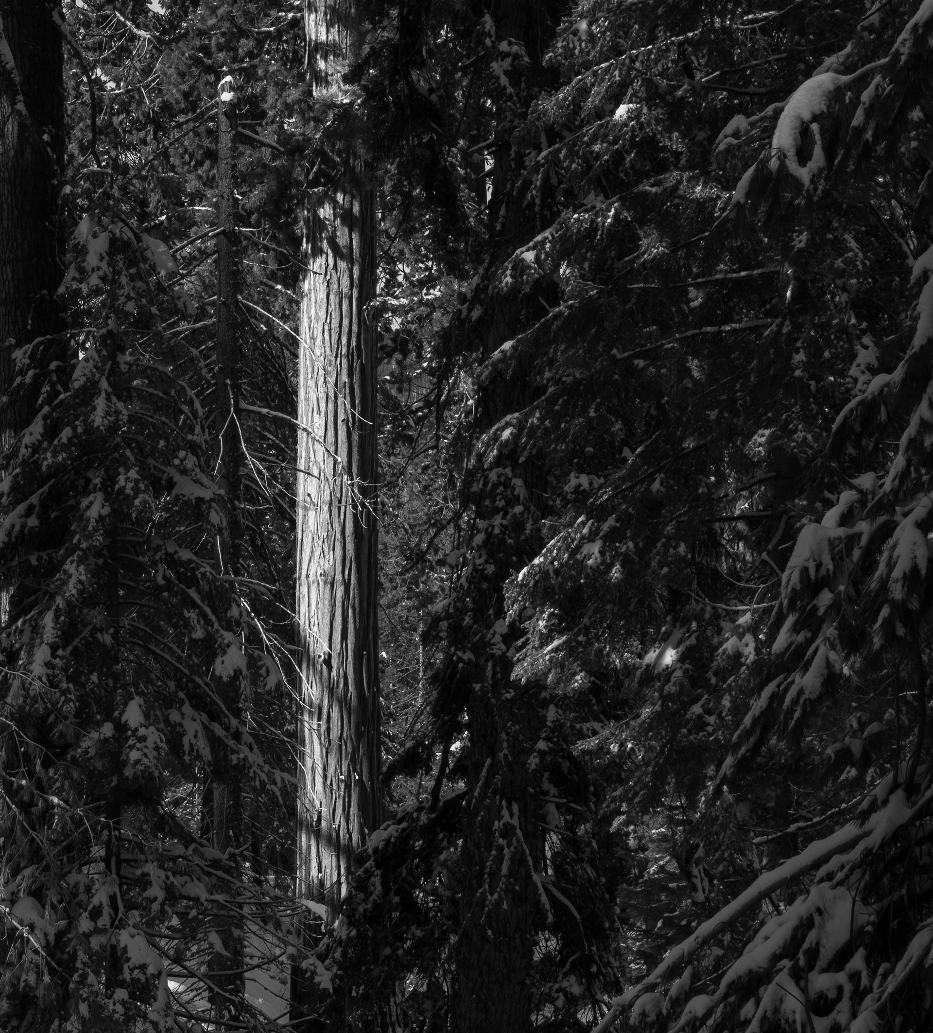 A Sequoia Amongst the Snow Covered Forest