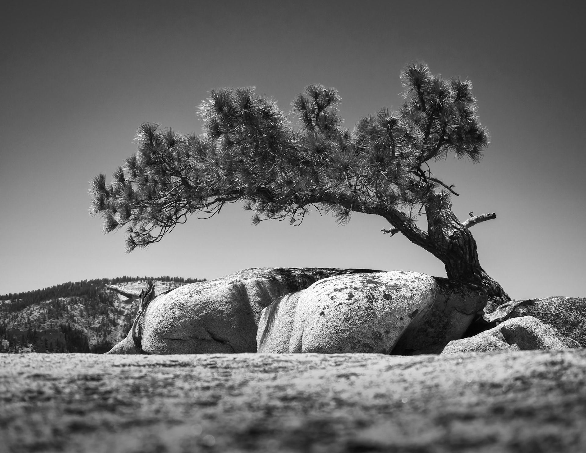 A Tree Atop Liberty Cap