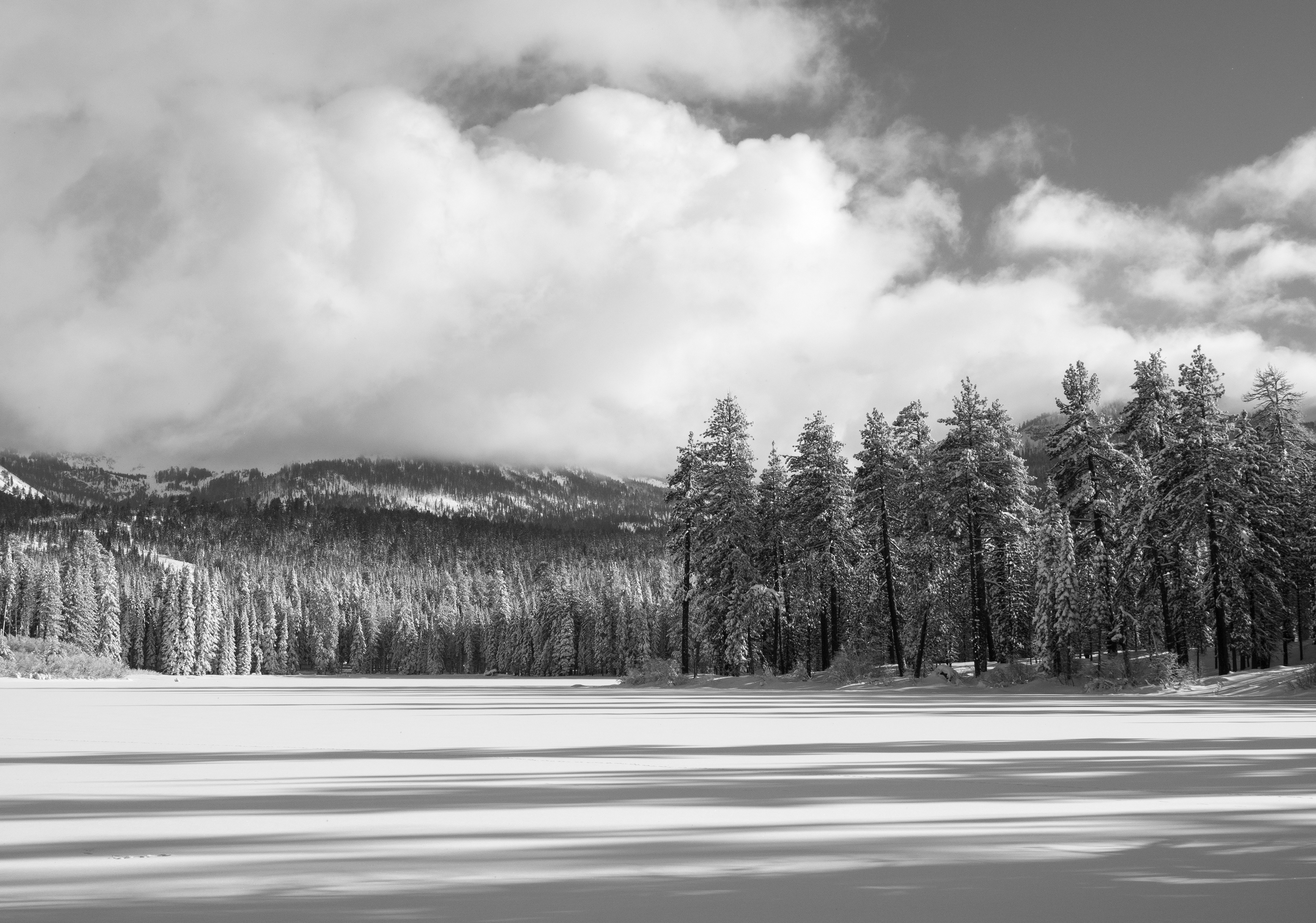 Forest at the Edge of Manzanita Lake 1