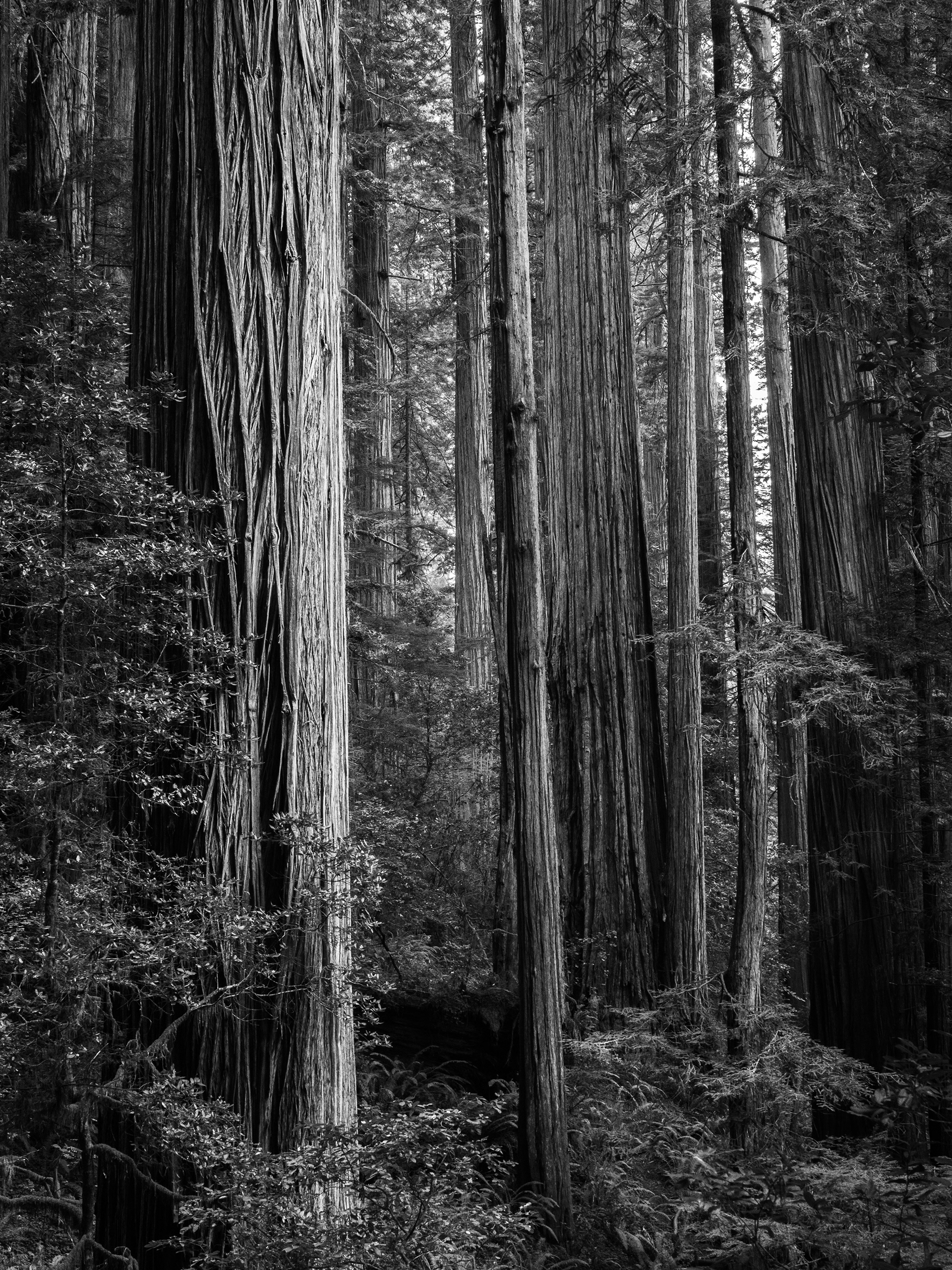 Trees of a Redwoord Forest
