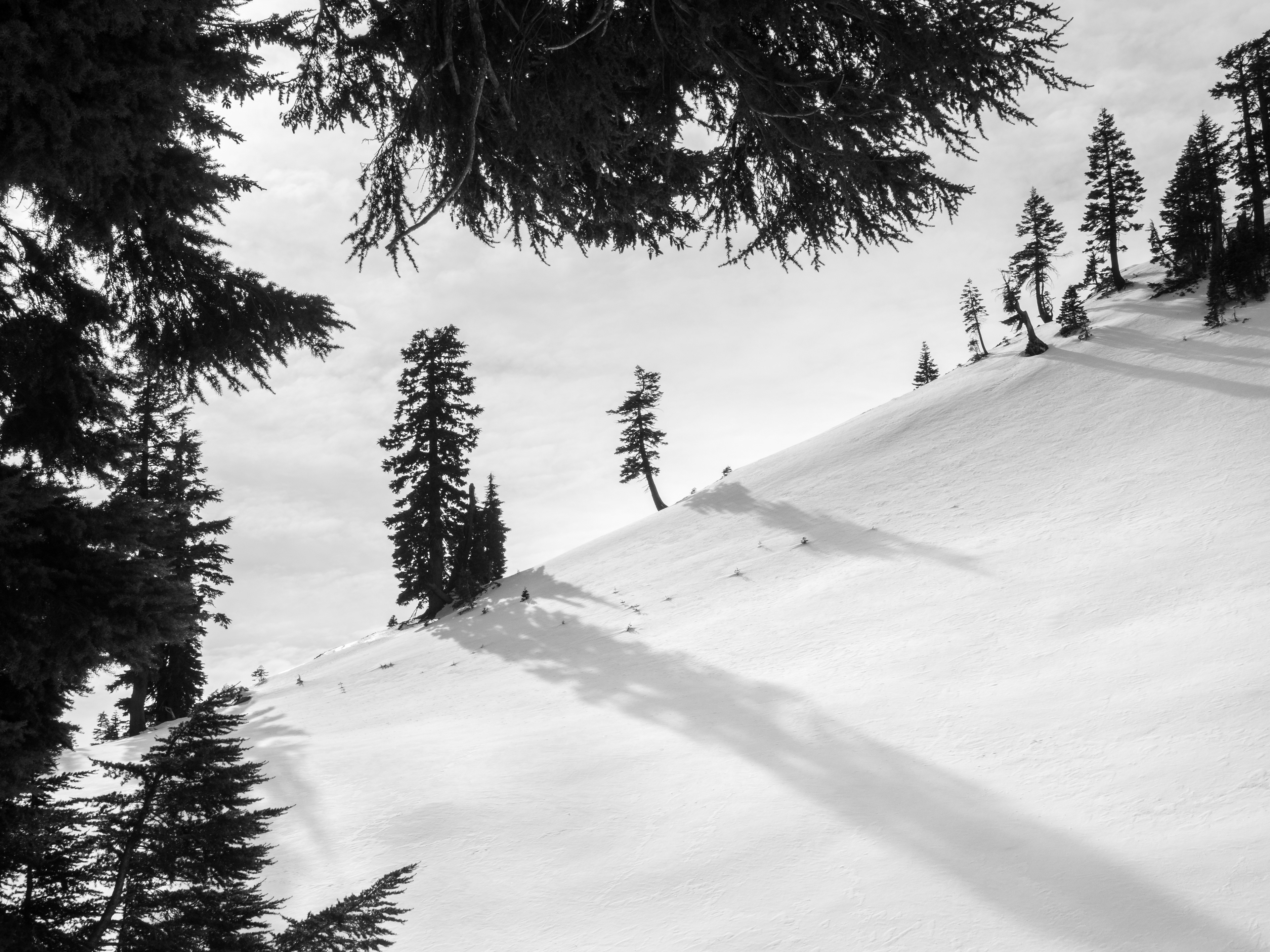 Trees on a Snow Covered Ridge