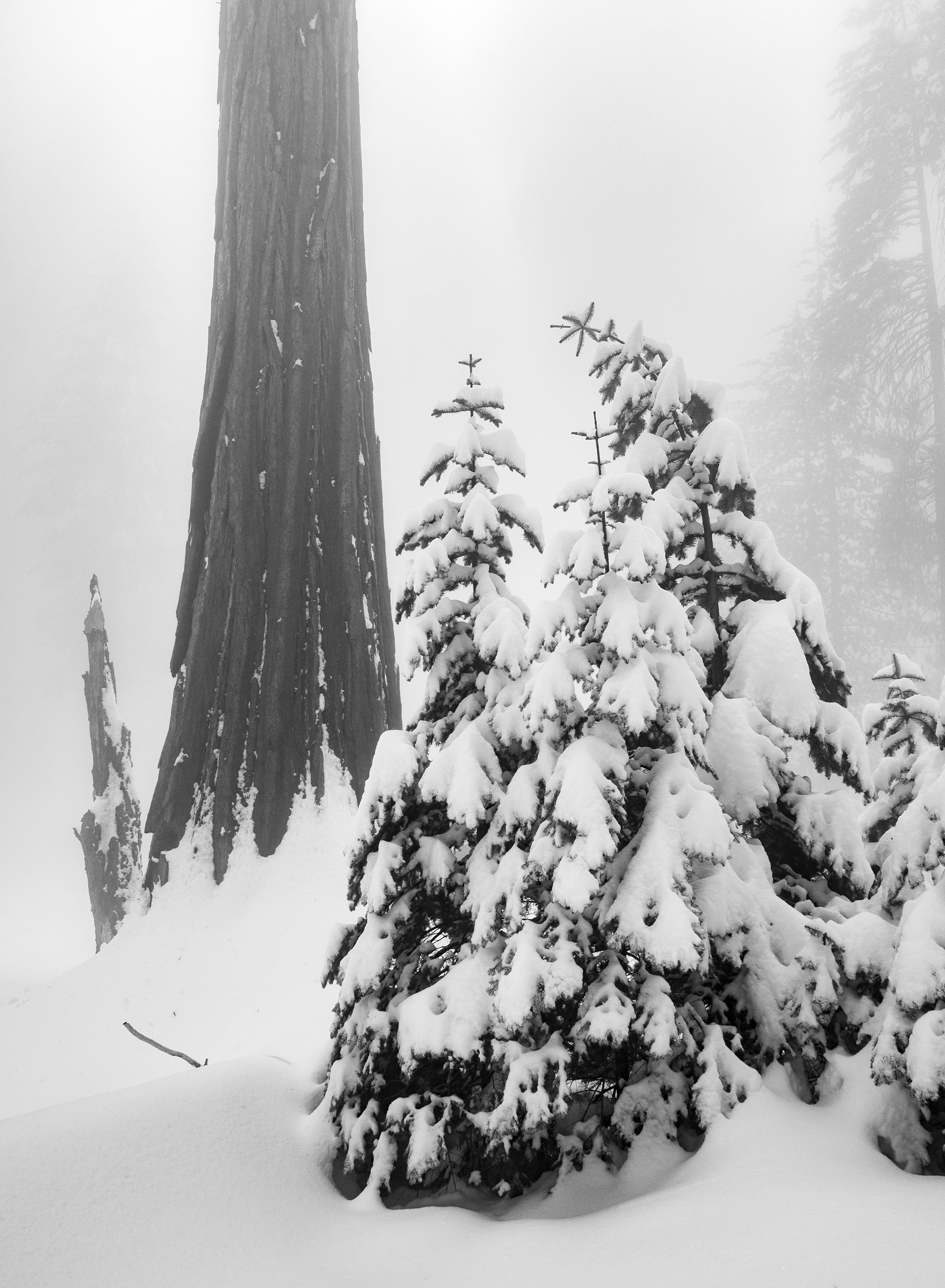 Winter Beside a Sequoia