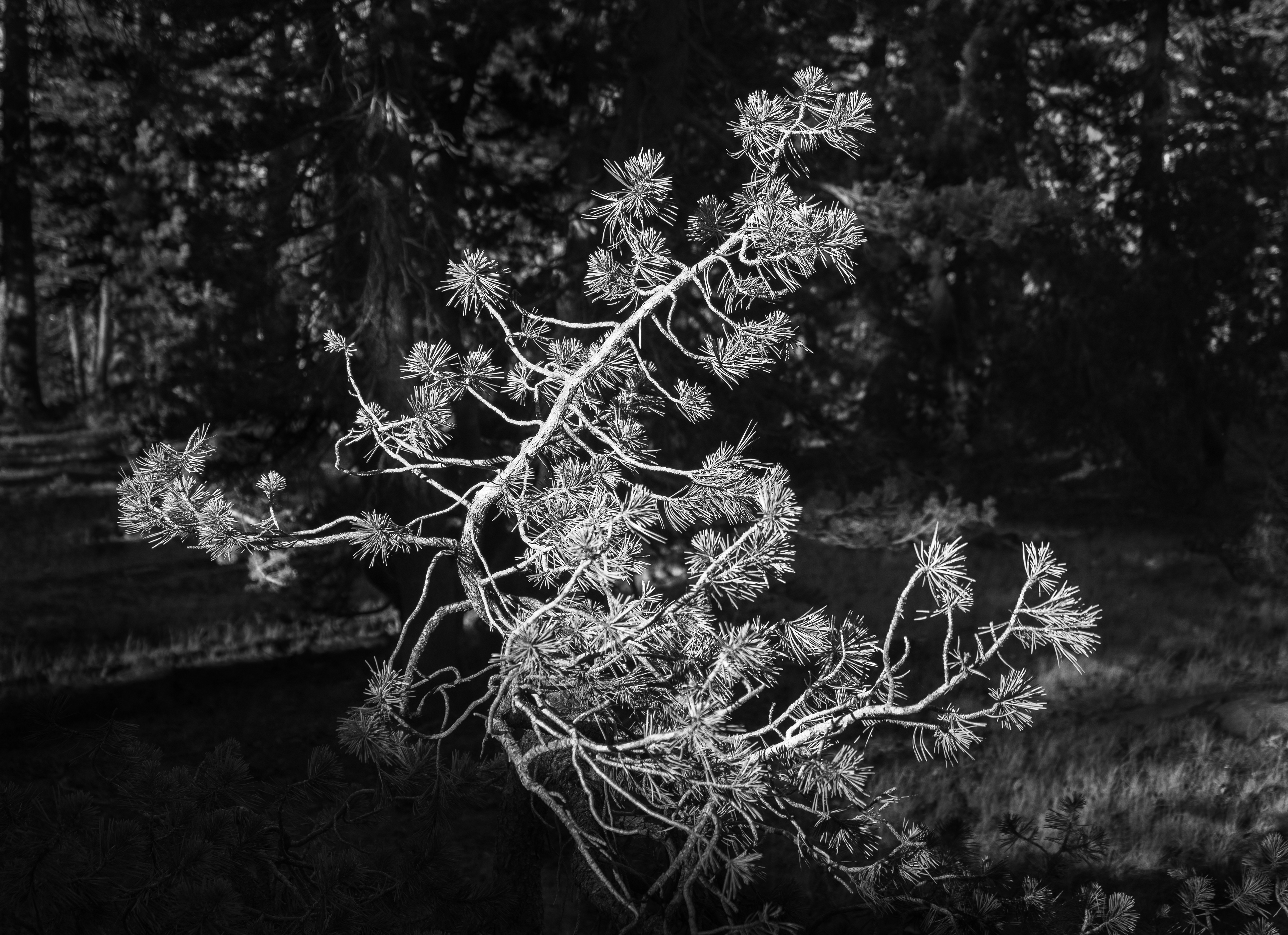 Sapling in the Light