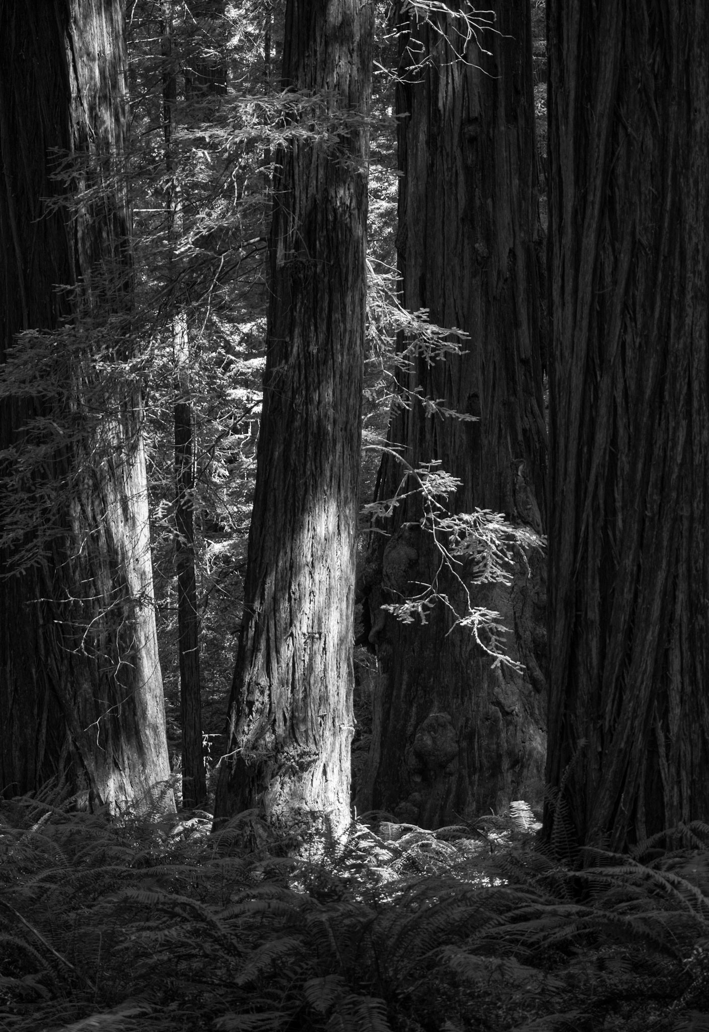Between the Redwoods