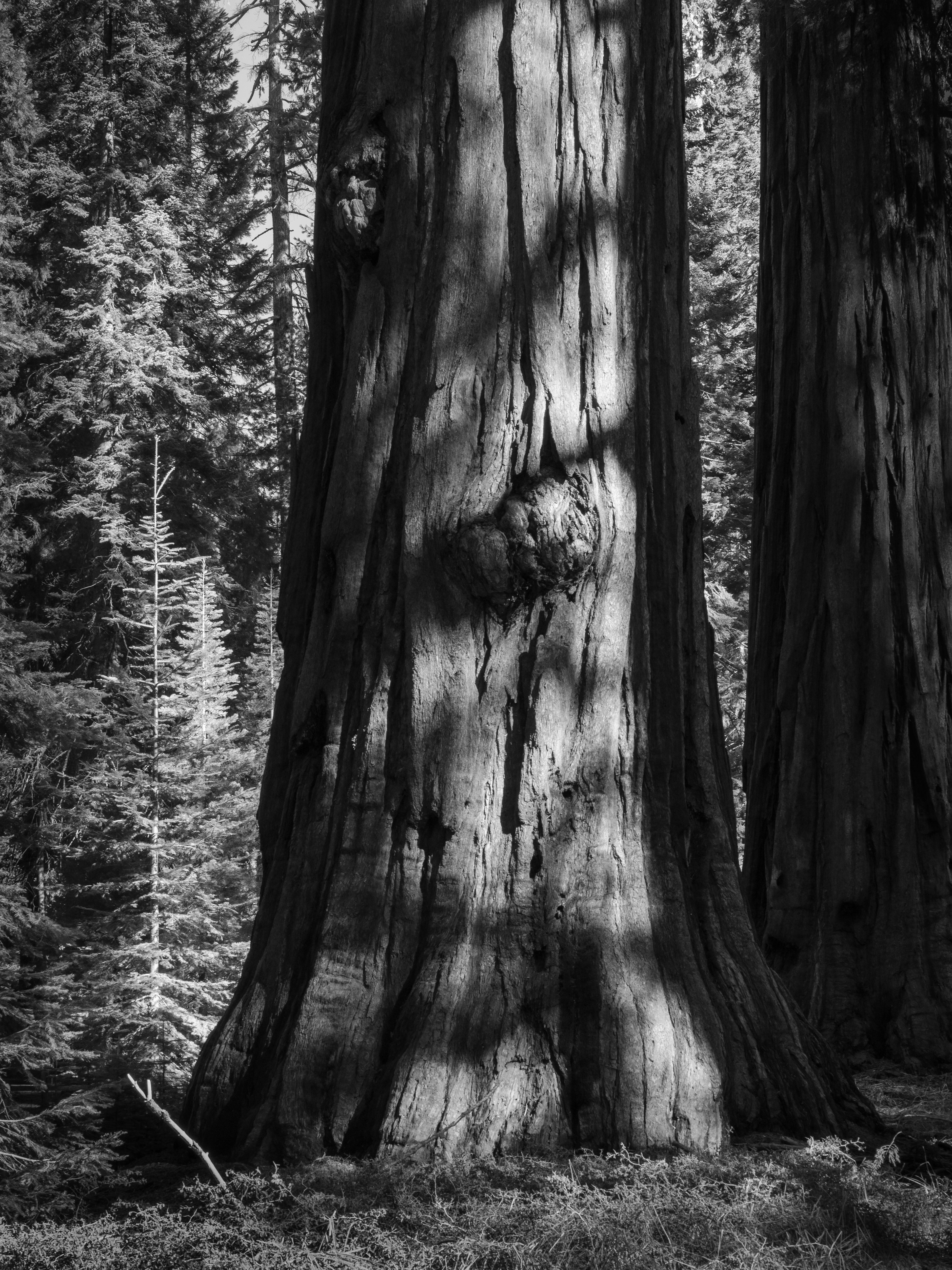 Giant Sequoia in Afternoon Light