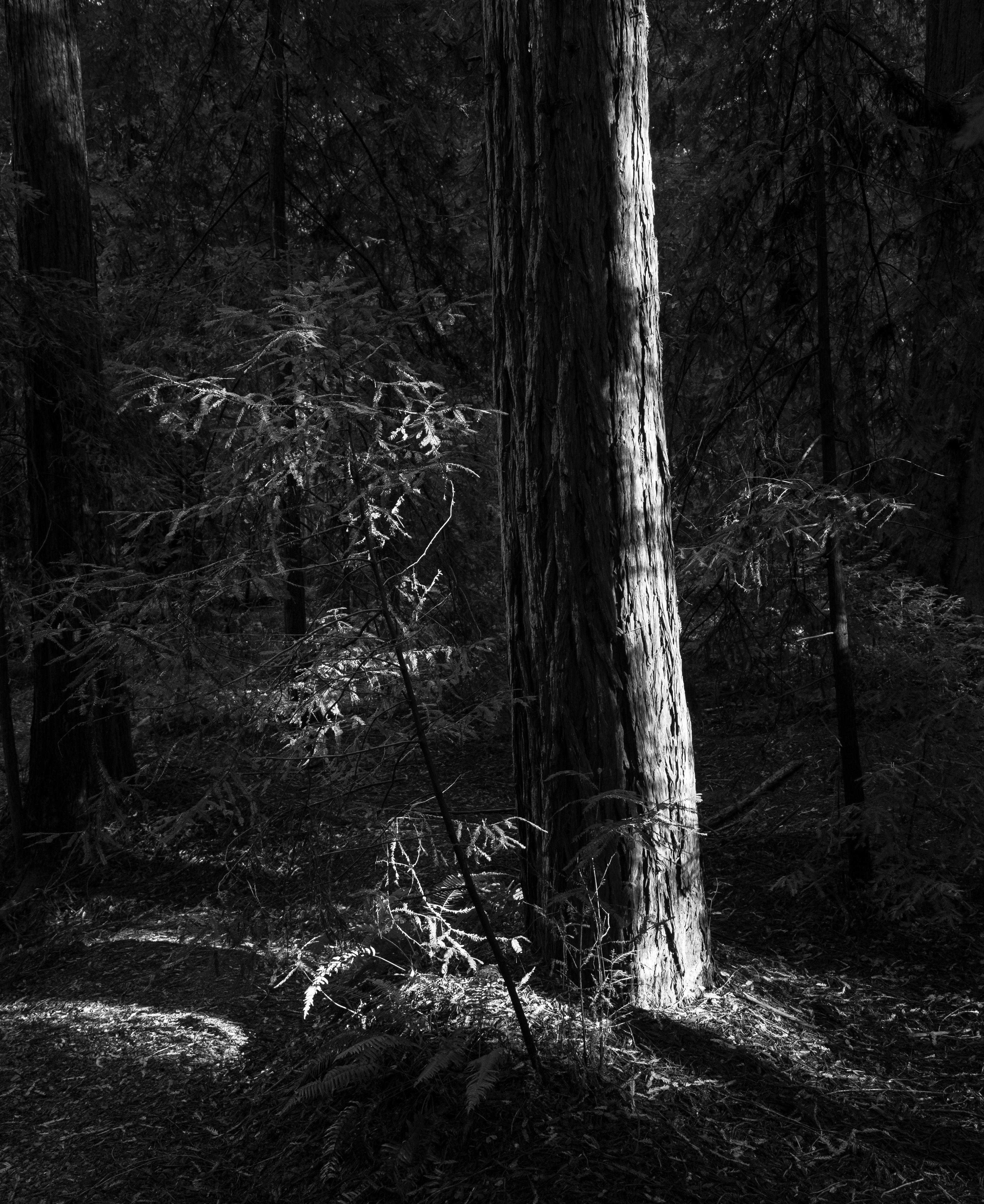 Redwood Tree in the Late Afternoon 2