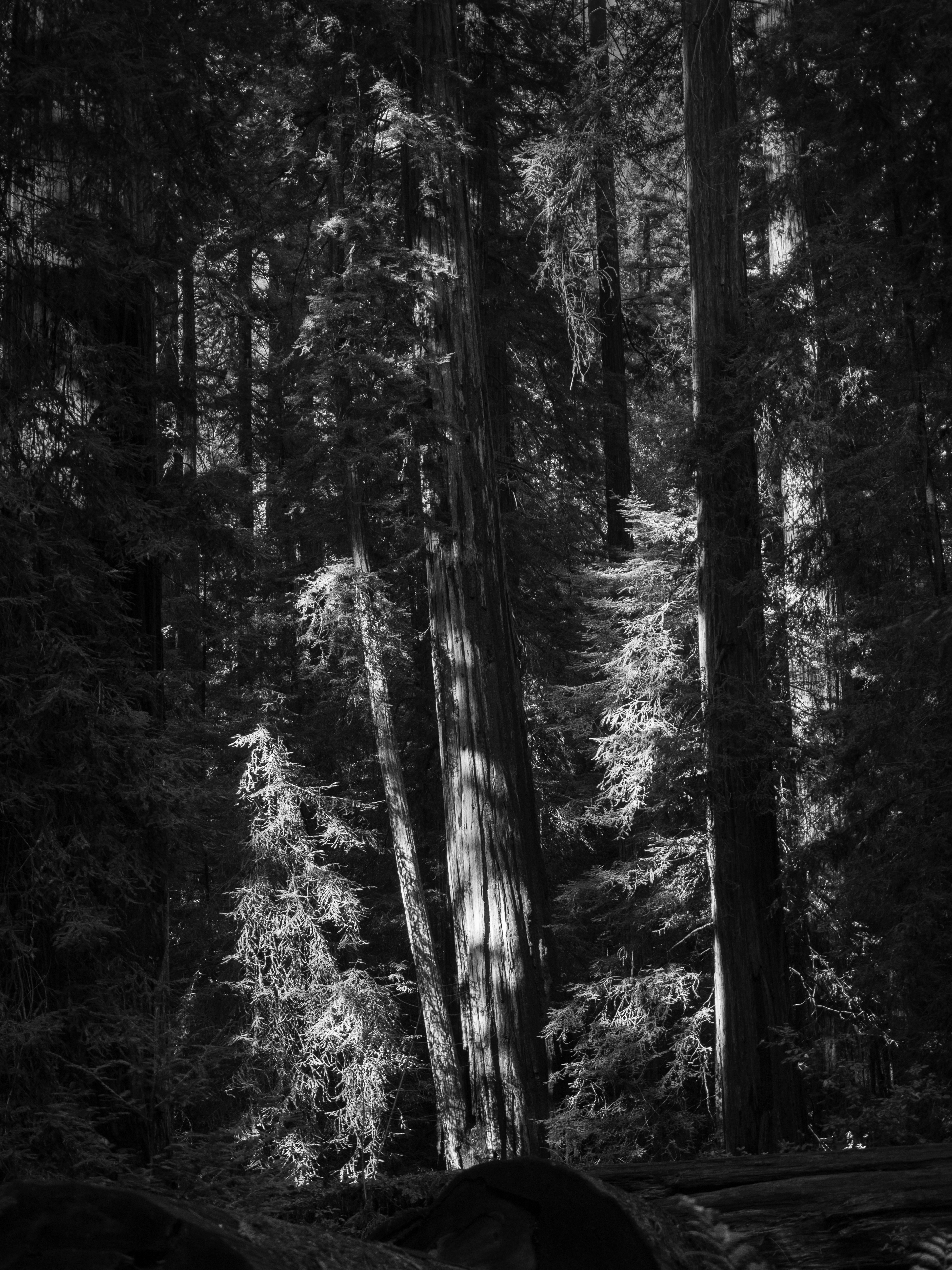 An Illuminated Redwood Scene