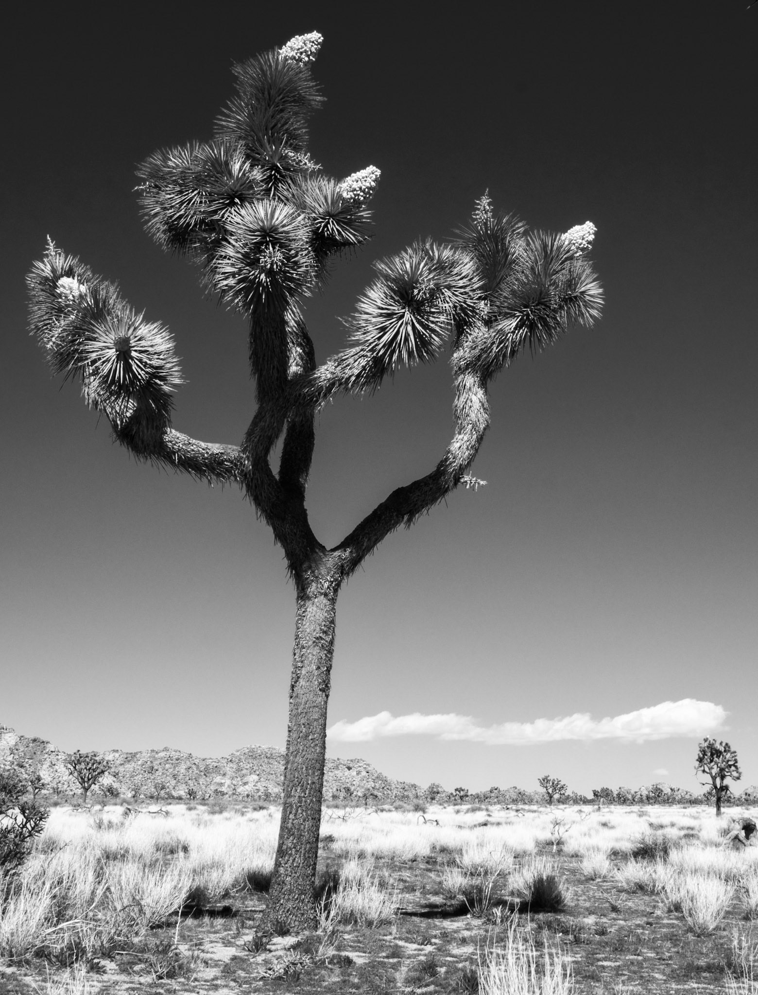 Branching in All Directions