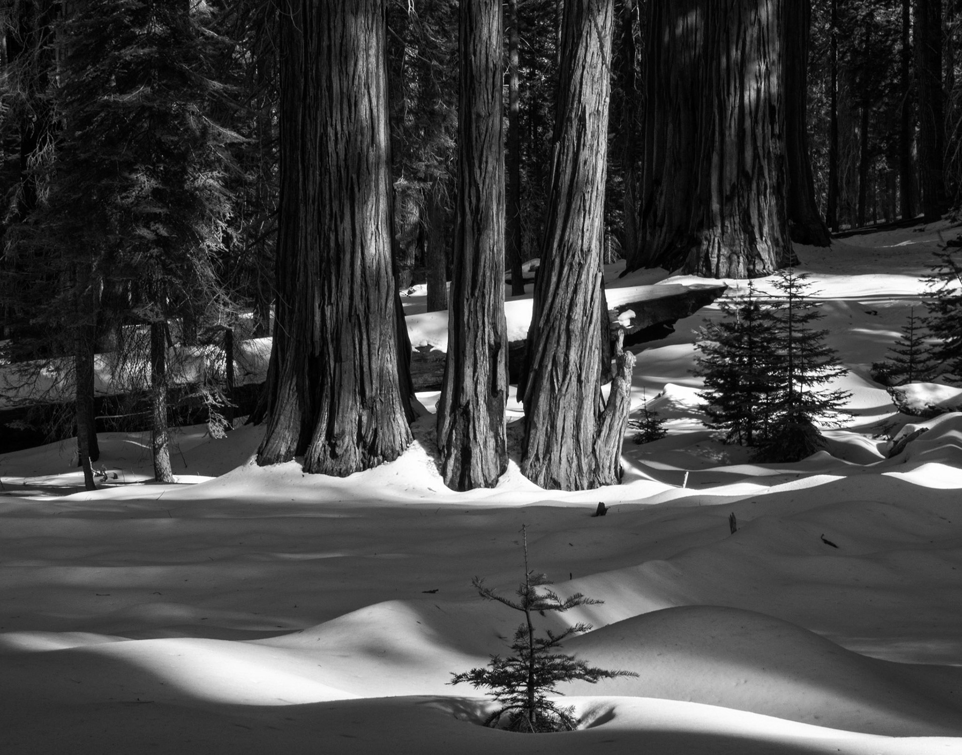A Sequoia Grove in Winter