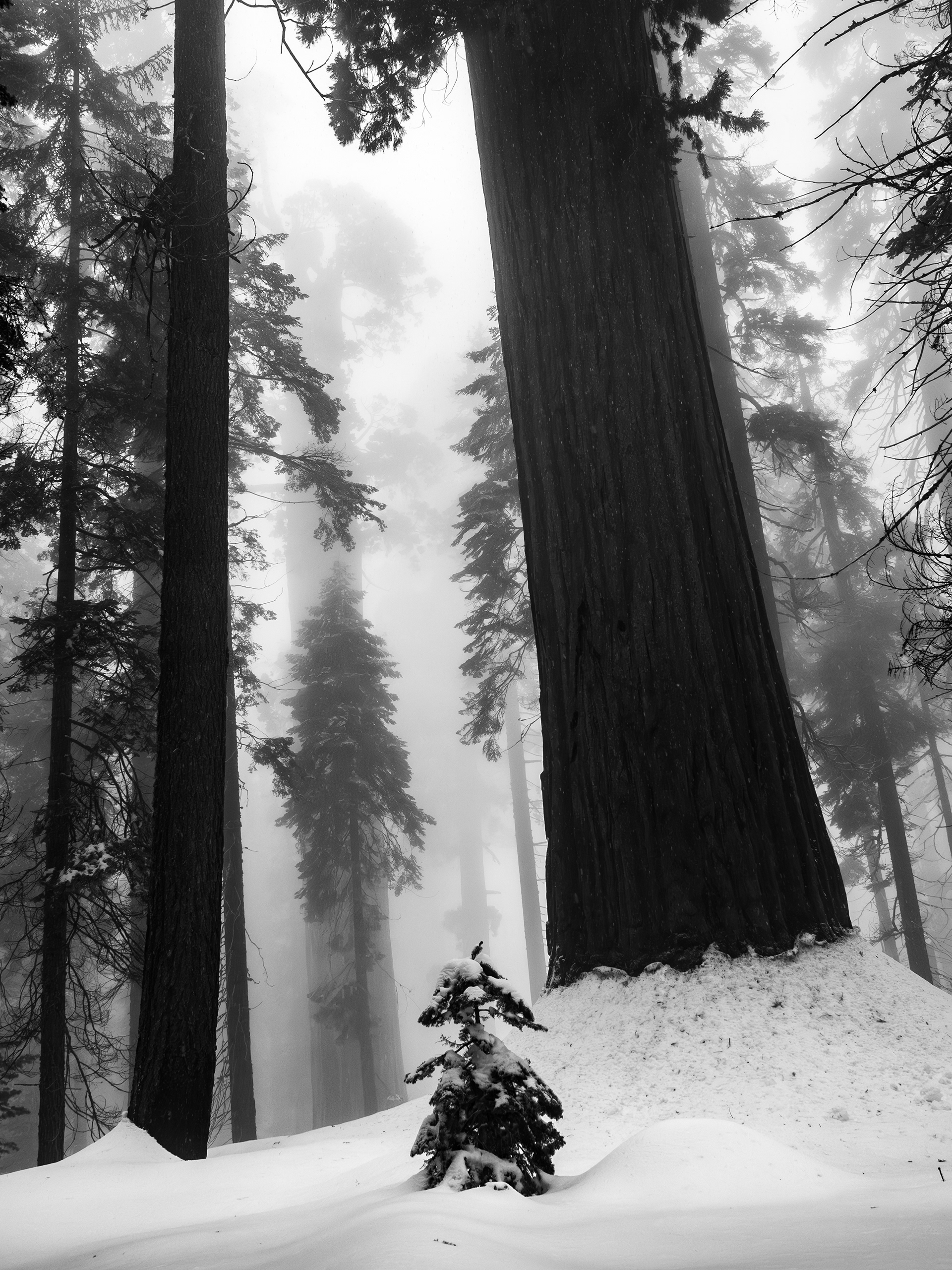 Small Trees in Winter Fog, Among the Old Growth