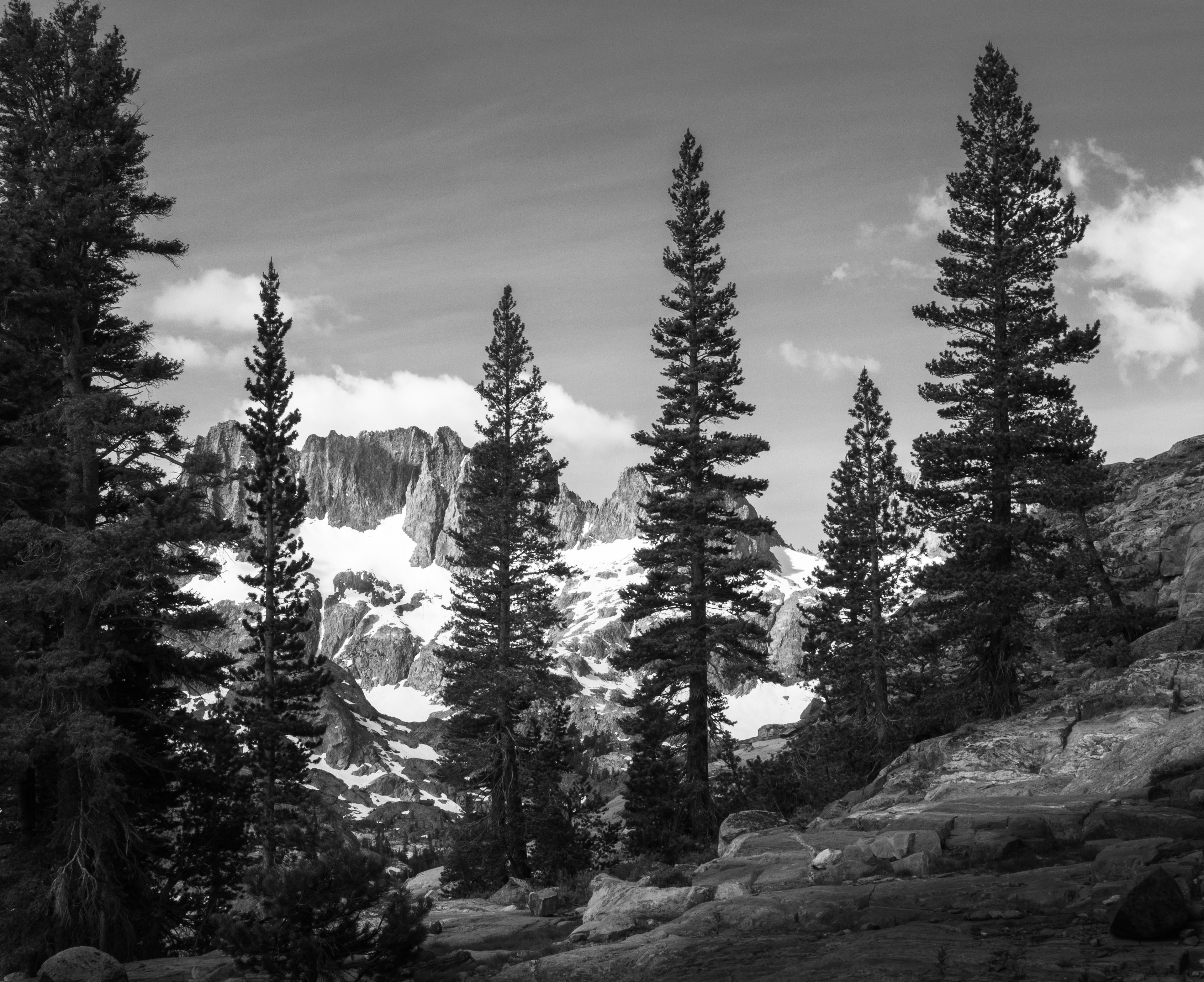 Trees of the Eastern Sierra
