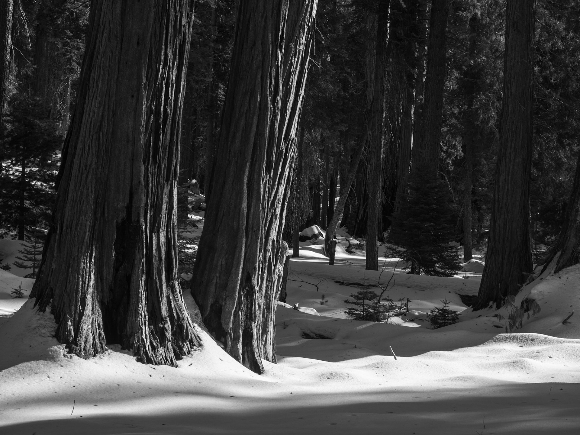 Leaning Towards the Winter Light