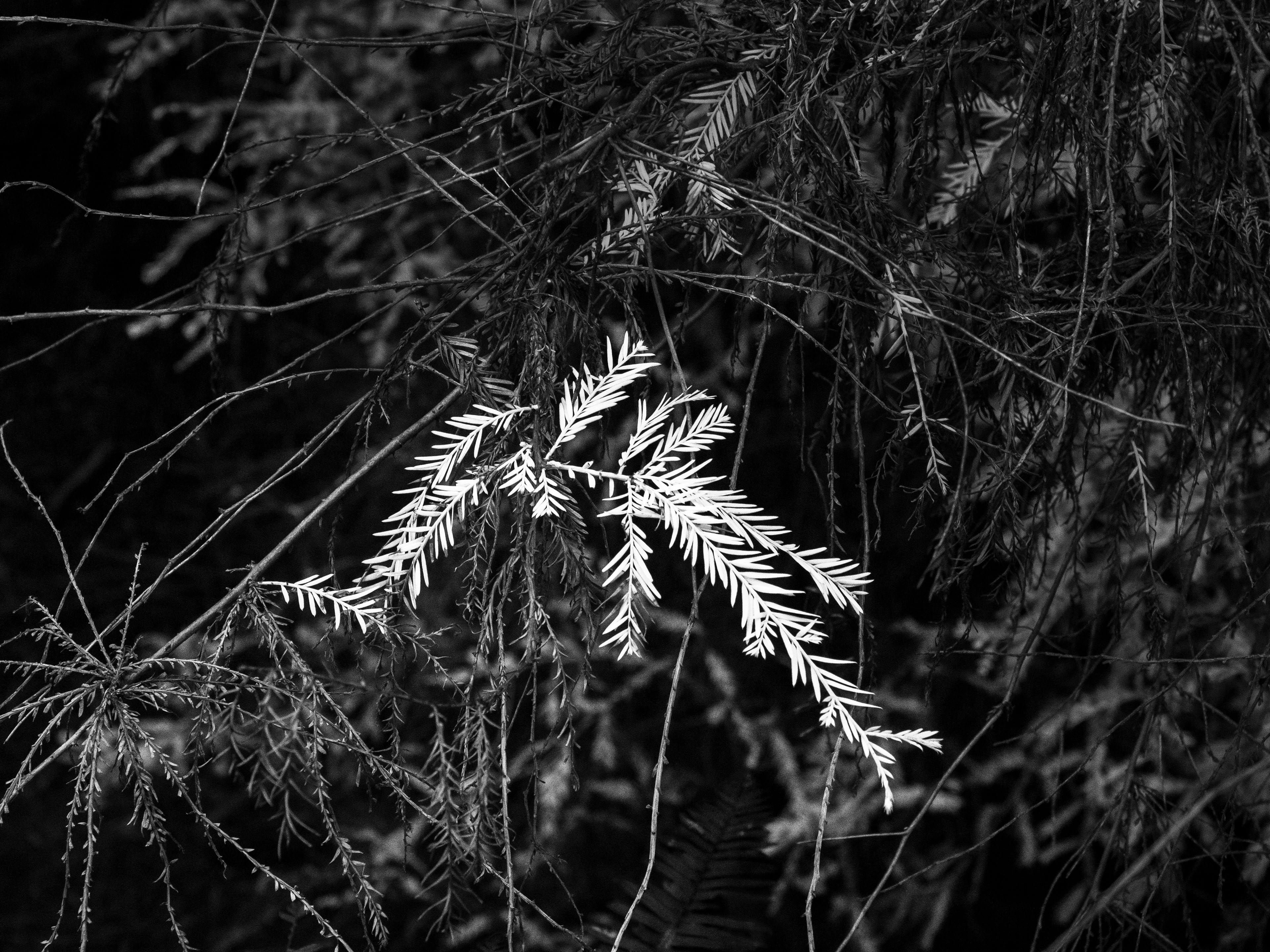 An Albino Redwood Branch