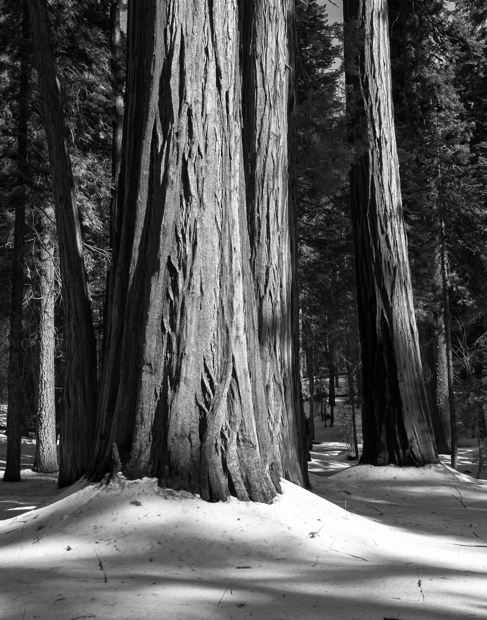 Three Sequoia in the Light