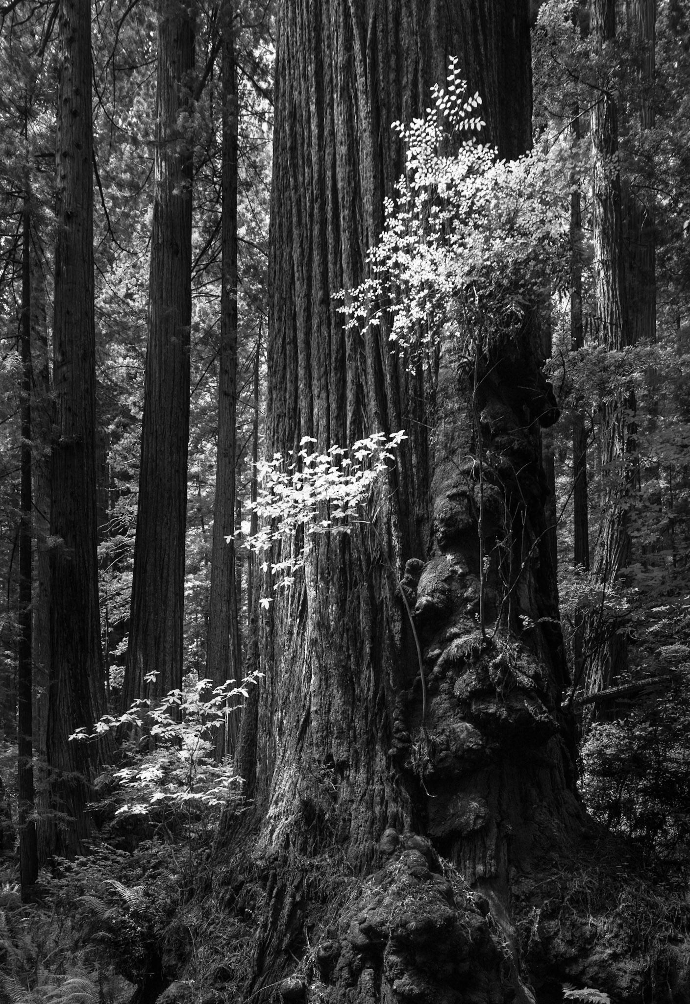 Ascending Growth