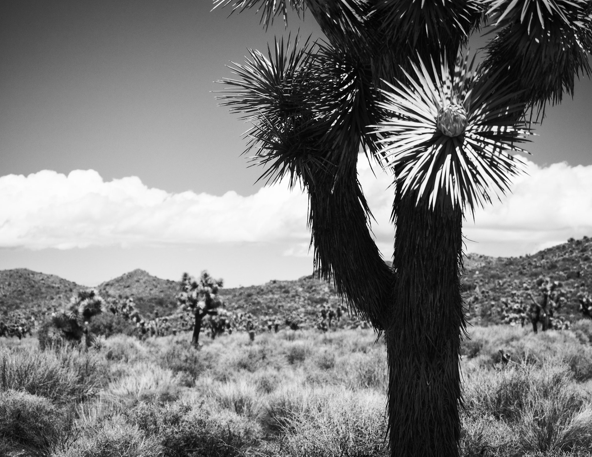 Joshua Tree Capturing Light