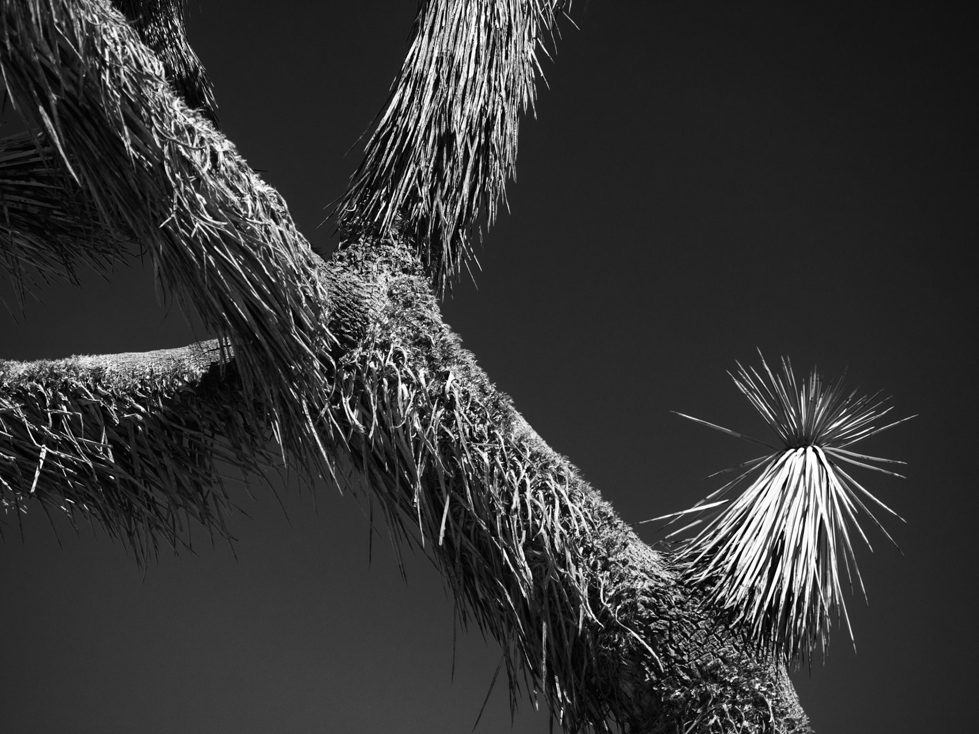 New Growth