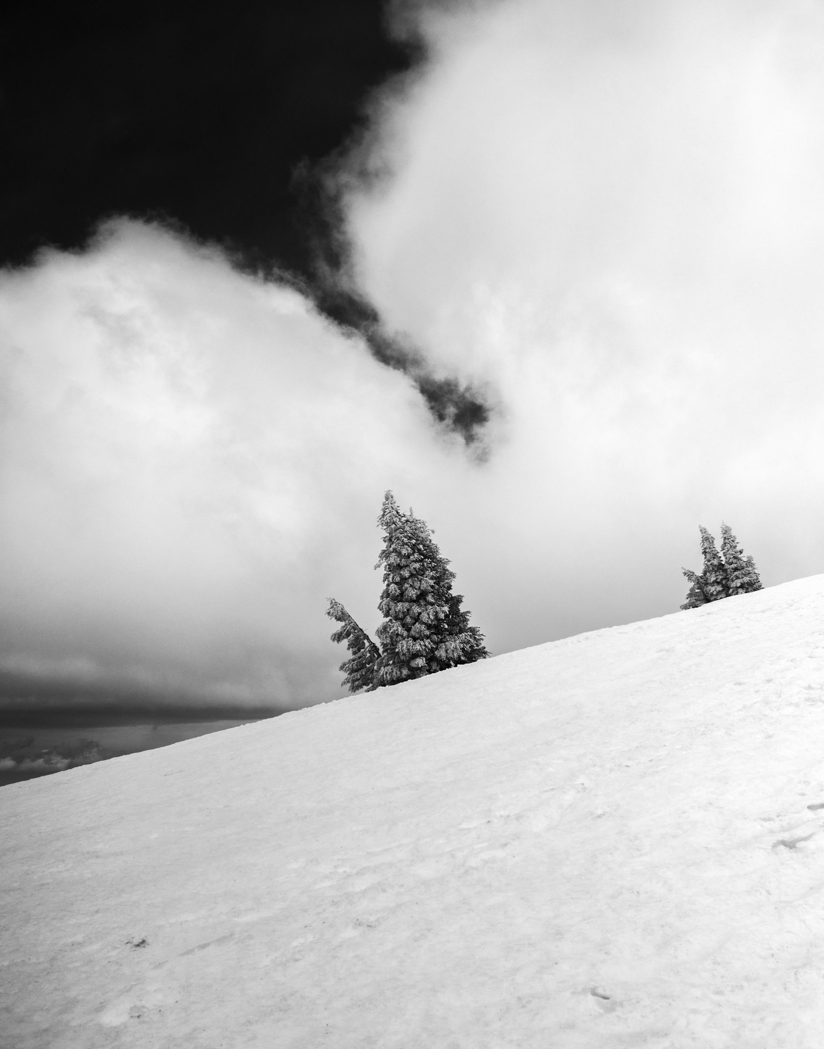 Trees on the Way to Castle Peak